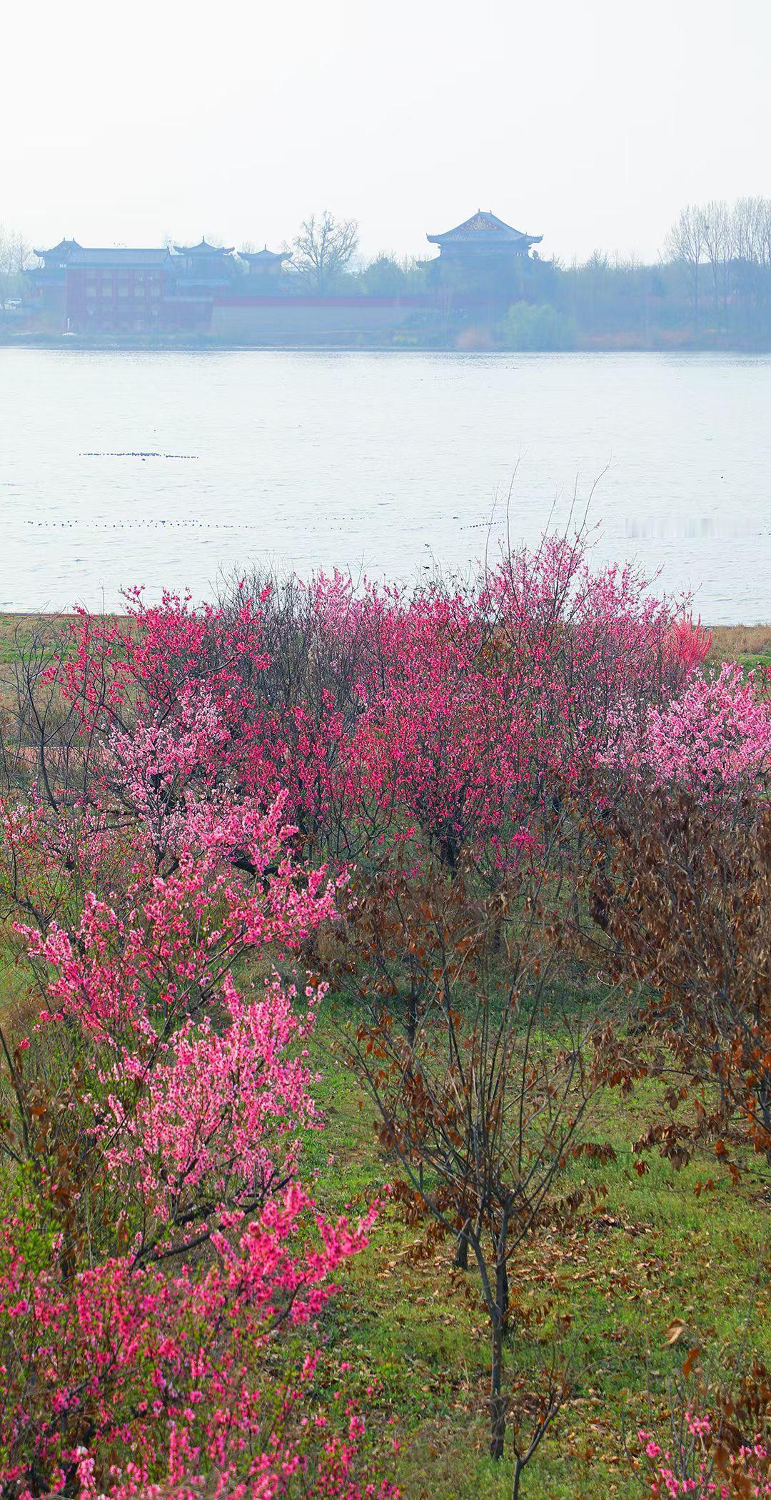 银雀山下石径斜，涑桥南头老孙家。
​城外春色无人管，水边几株野桃花。

​——最