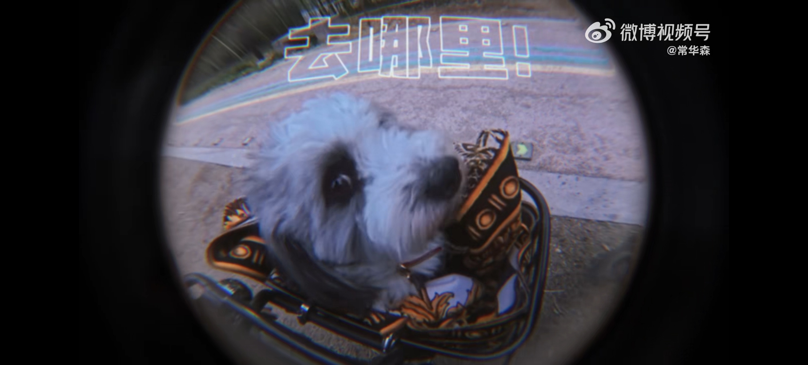 可爱🐷咪！太萌了！！！！ 