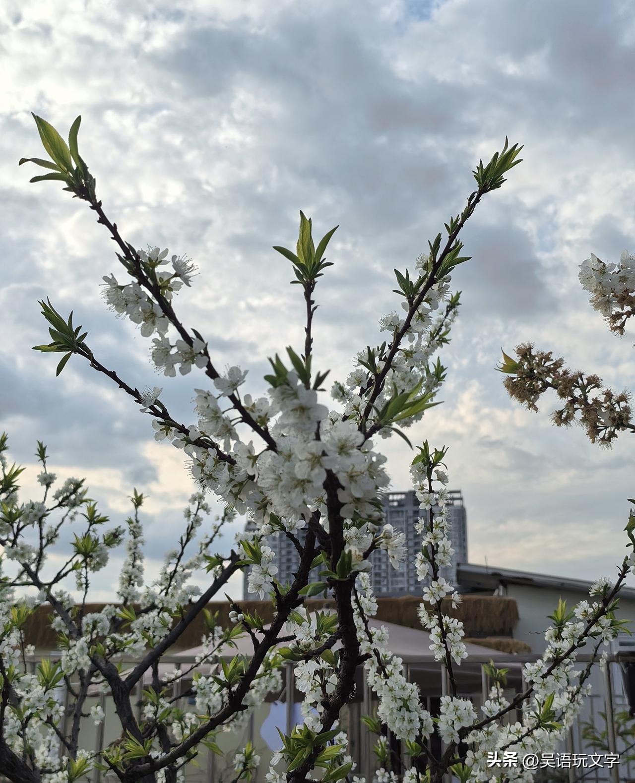 春望花前楼外楼

一树李花半屏云，
万道晴光满城春。
清风带香复往来，
拂袖千楼