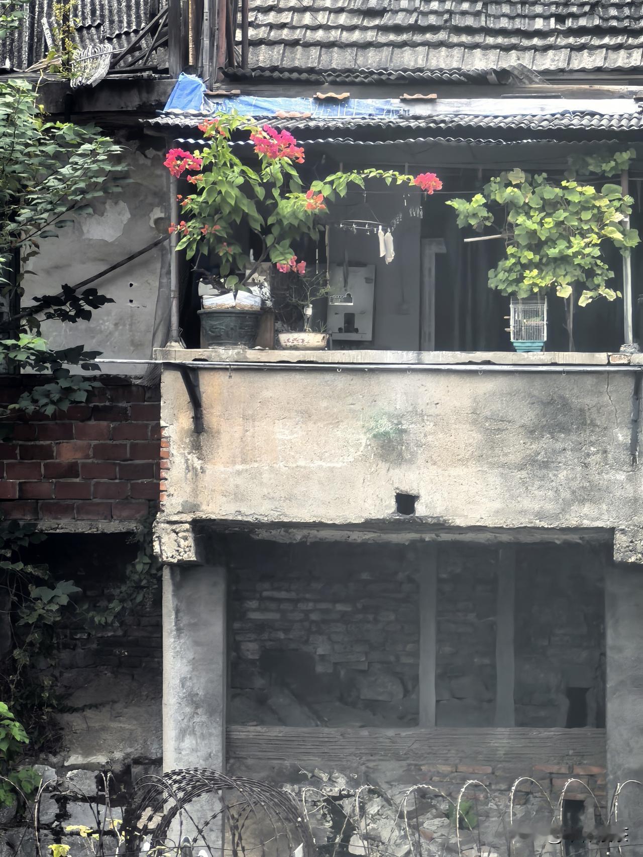 晒图笔记大赛幽径通乡居，野花可缀楼