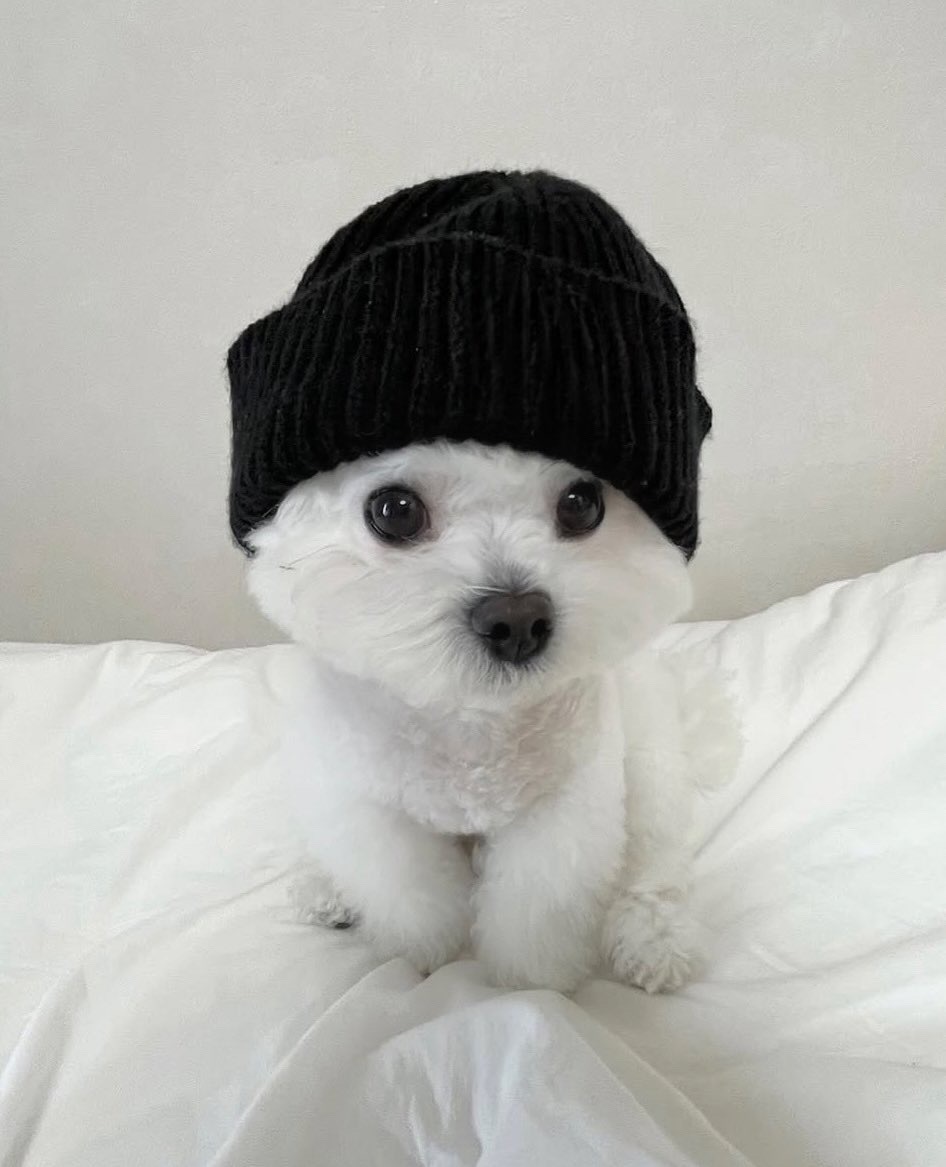 tg章昊很像小狗的瞬间 