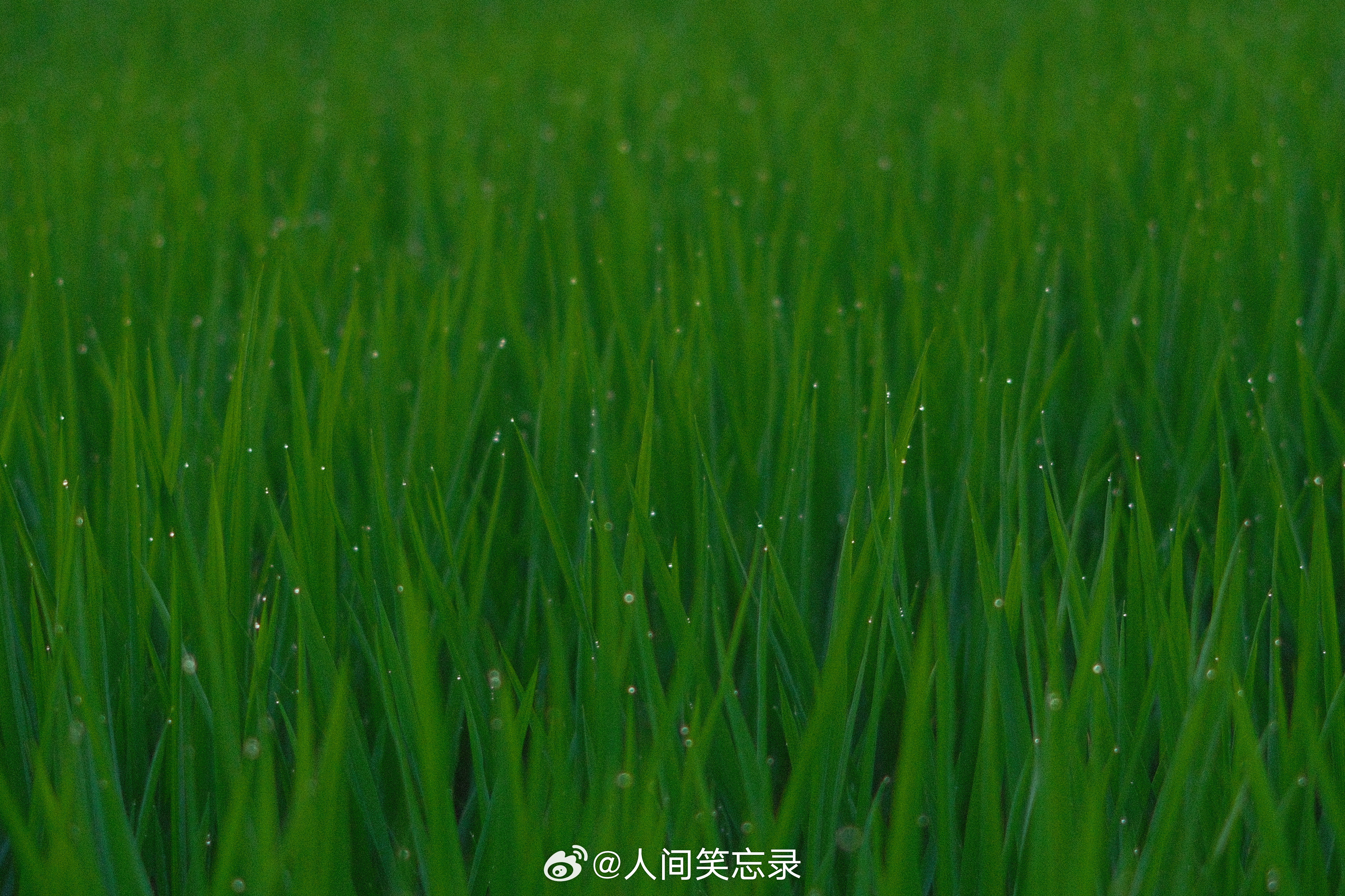 用丰盈的水稻和露珠打开八月，在希望的田野上。 