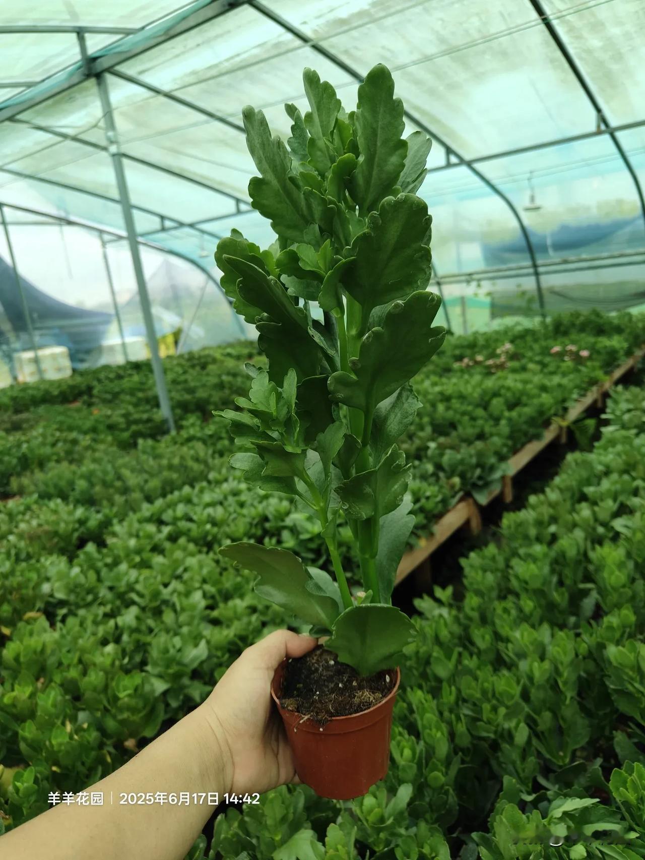 晒晒长寿花一颗小树的长寿花