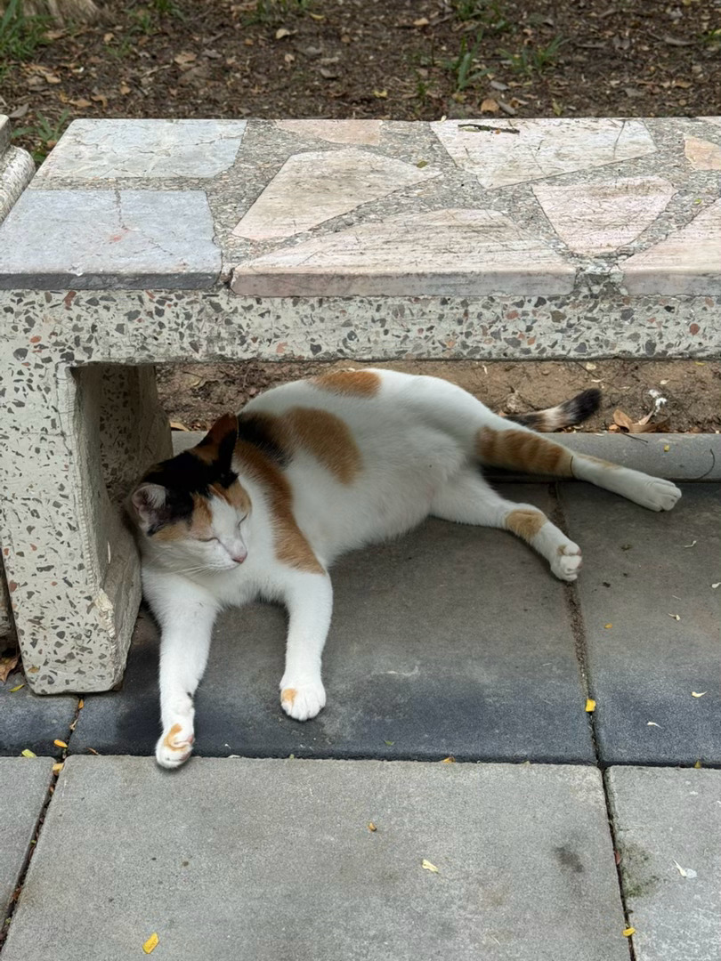 八个月后再来曼谷伦披尼公园这只可爱的猫猫依然在 甚至还肥了好多 希望下次有机会再