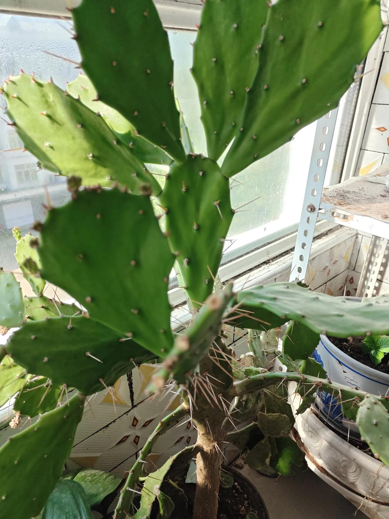 昨天，受伤了。

昨天，吃完午饭，想着闲着也无事，就打算把阳台收拾一下。

那里