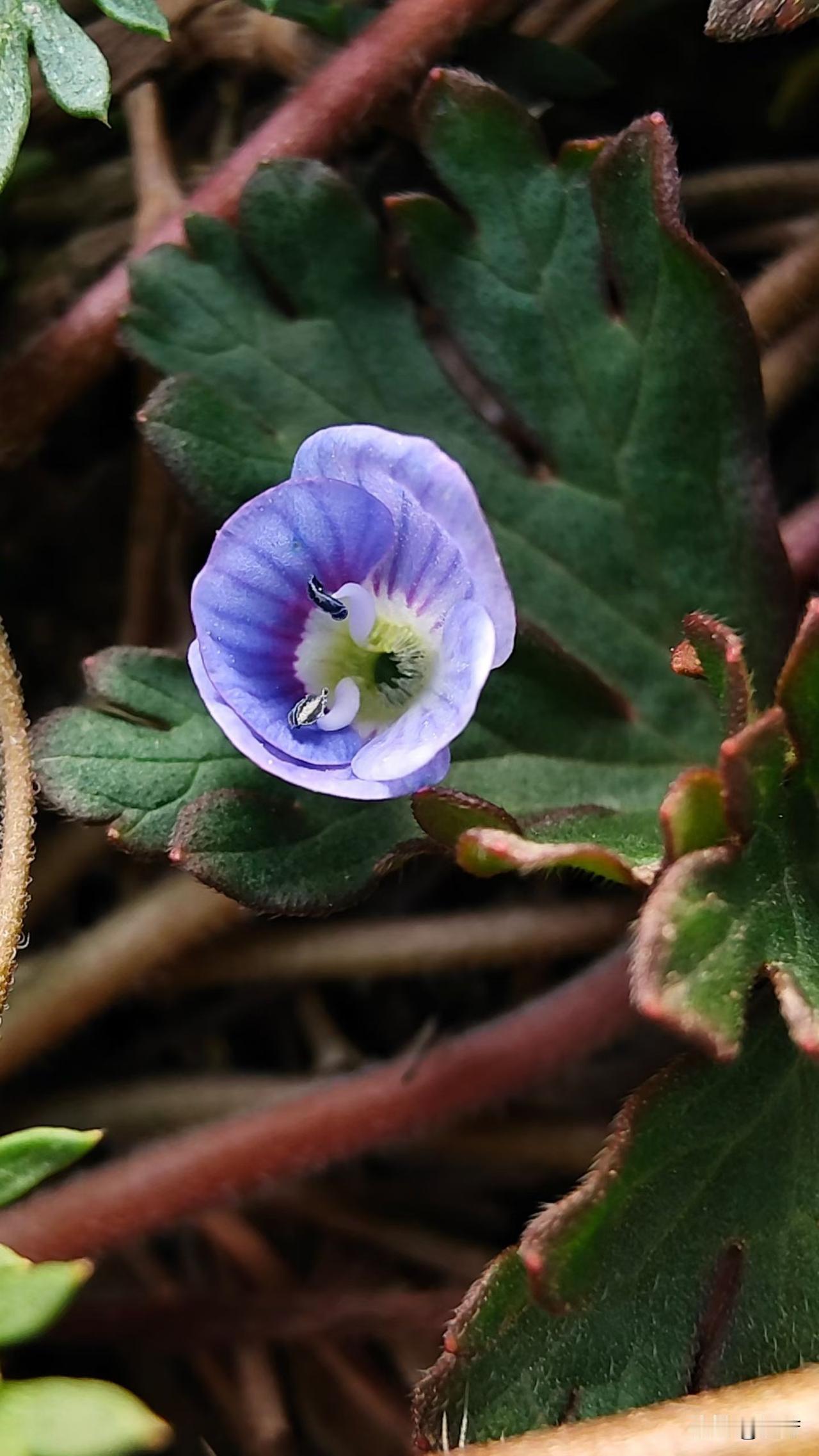 春天来了，那真是一场视觉盛宴！公园里，桃花粉得像娇羞的少女，一团团簇拥在枝头，仿