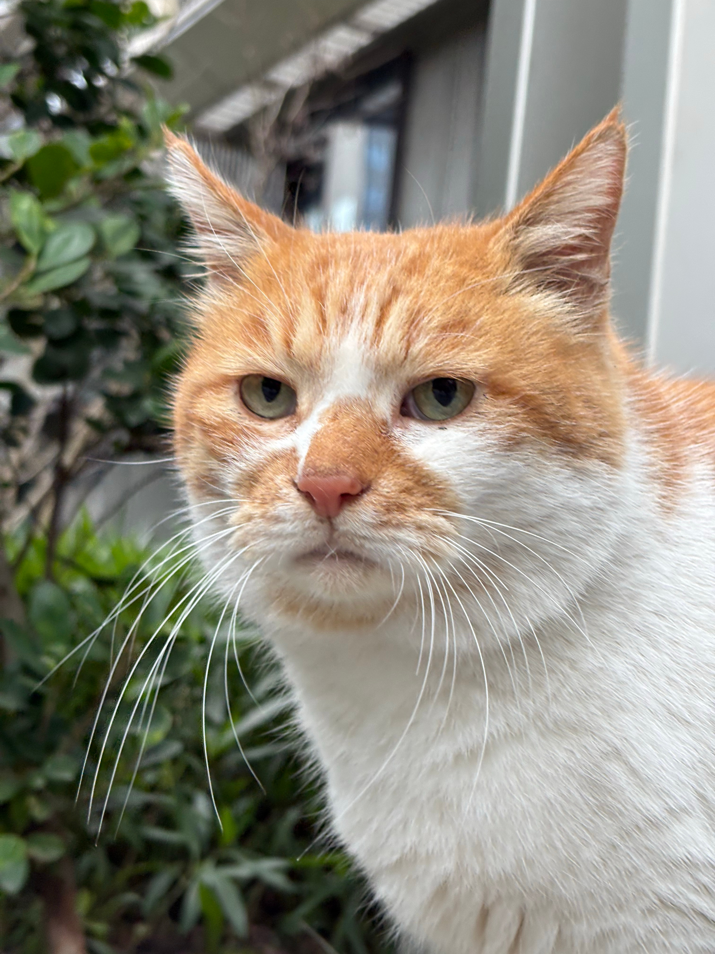 今年到目前还不算太冷又平安度过半个冬短短年度高萌瞬间野生喵