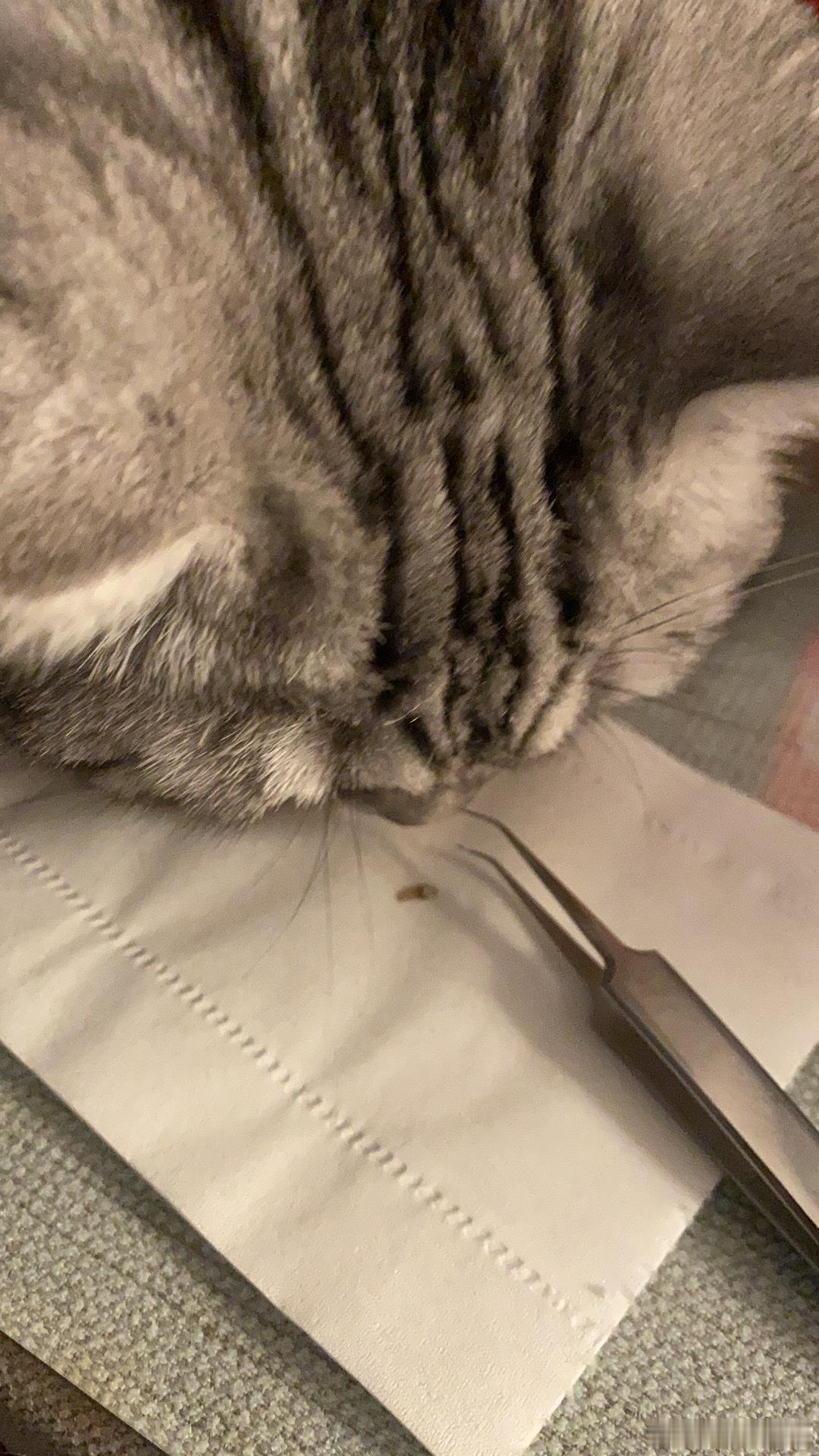 谁懂，在猫身上发现了一个大黑头，拔出来爽死我啦[赢牛奶] ​​​