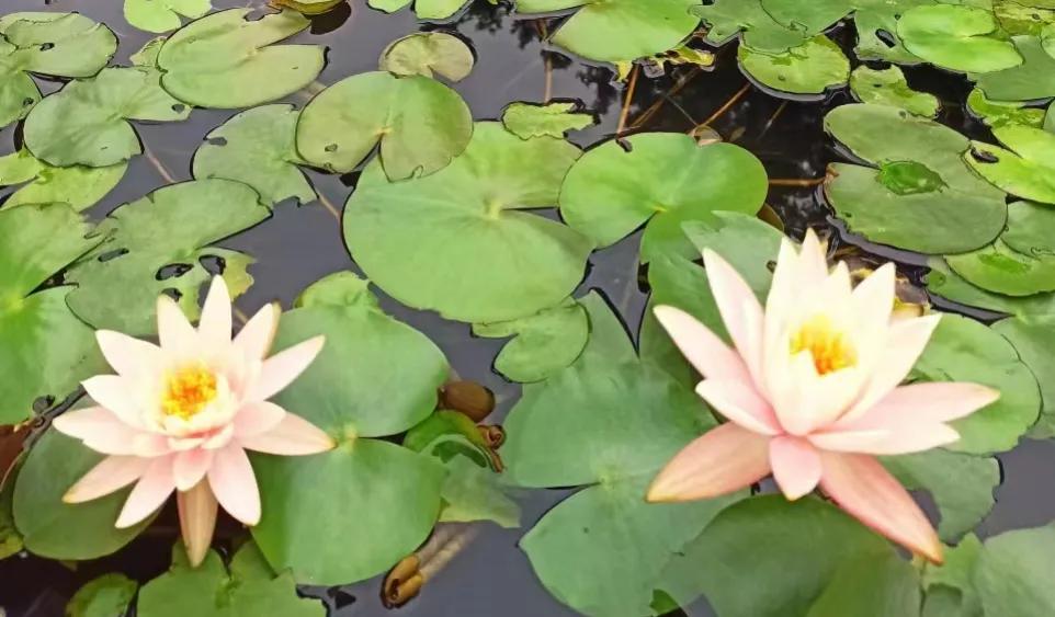 #最烦的电商拼多多,有没有同感的?#拼多多啊，说实话，这拼多多也就欺负欺负我们这