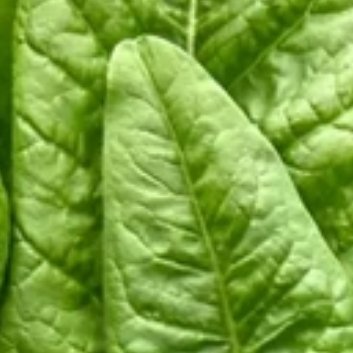 种植 🍃将军菊苣种植方法一、土壤准备将军菊苣适宜在土层深厚、肥沃疏松、排水良好