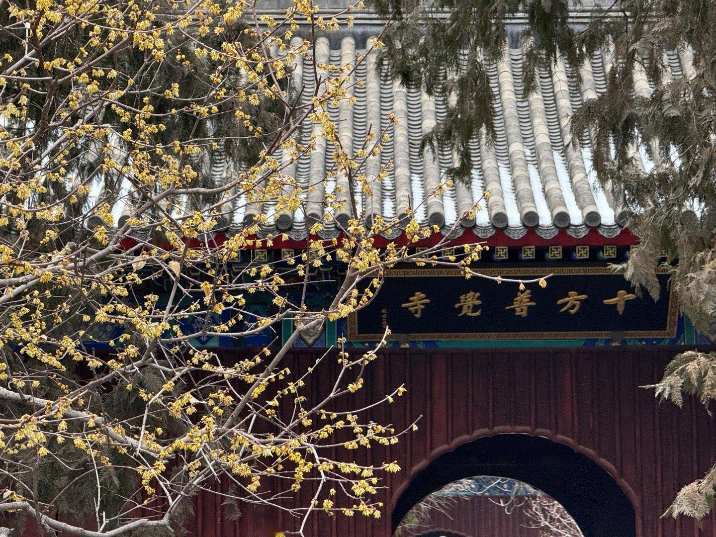 2026，喂锦鲤，求佛拜神，开开运。 北京·卧佛寺