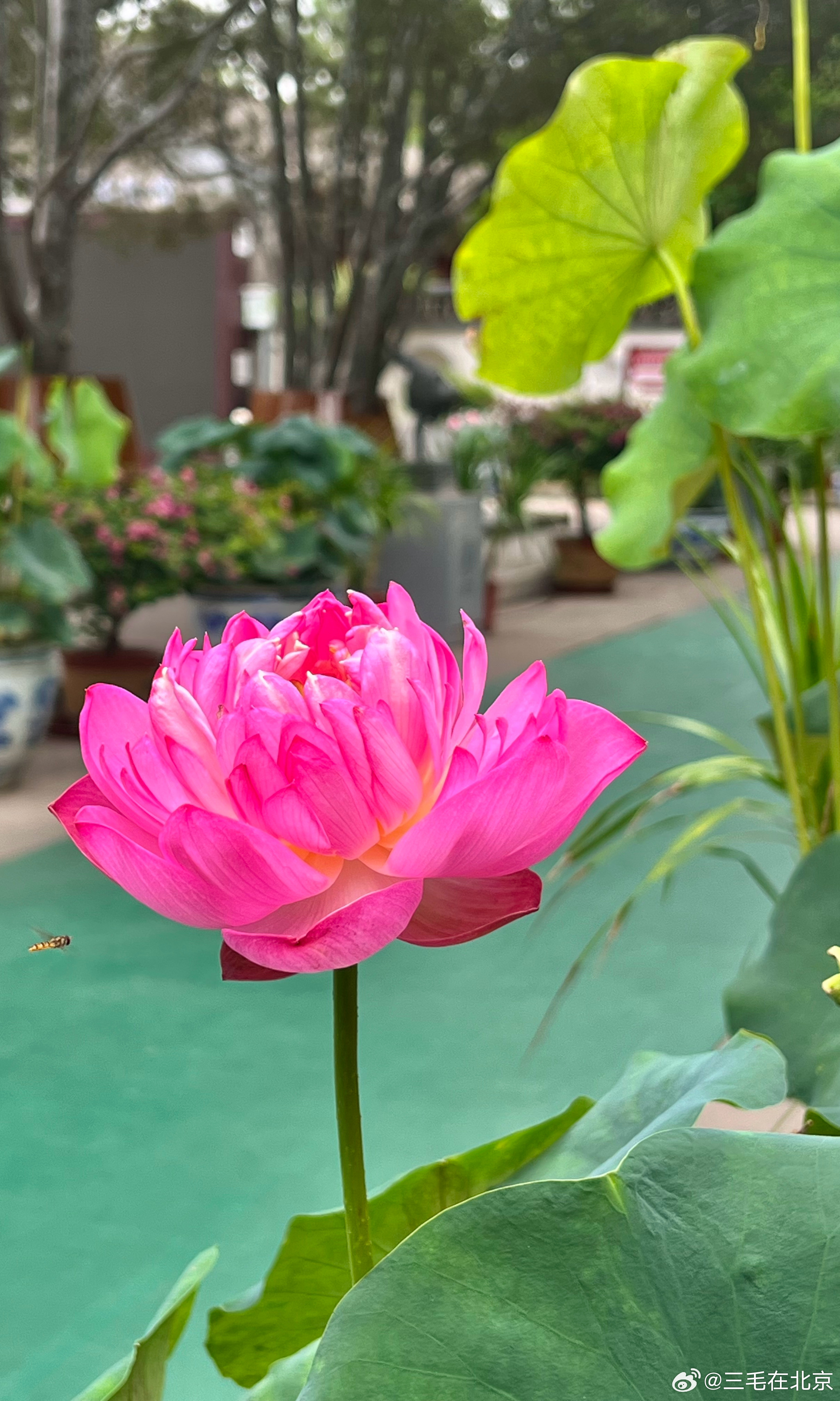 圆明园 海棠书院 荷花飘香摄影