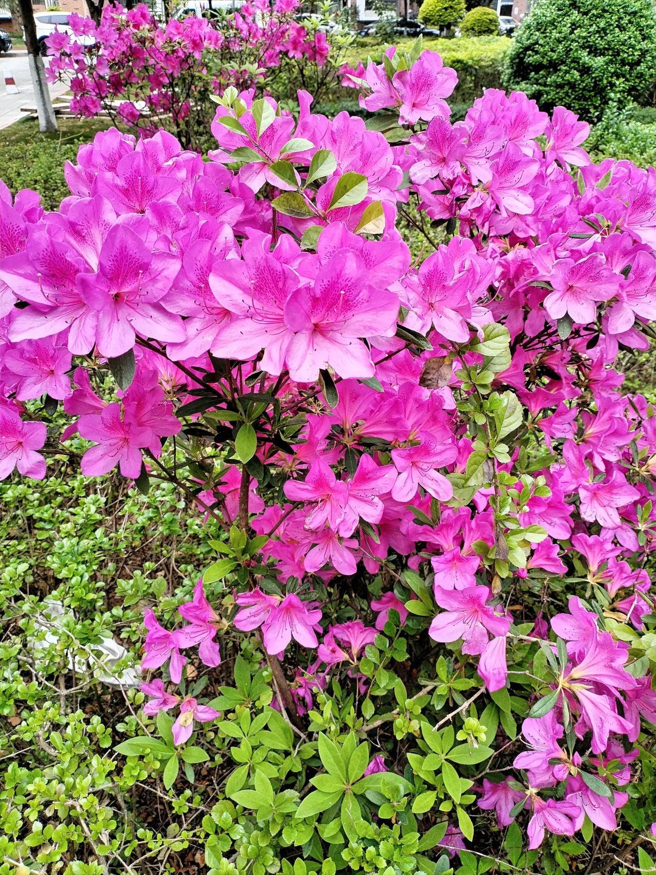 粉嫩欲滴的杜娟花海，美得令人窒息！