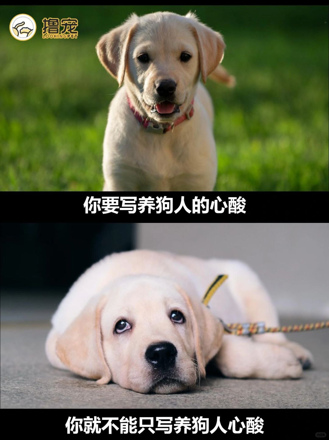你要写养狗的心酸，就不能只写心酸💔
