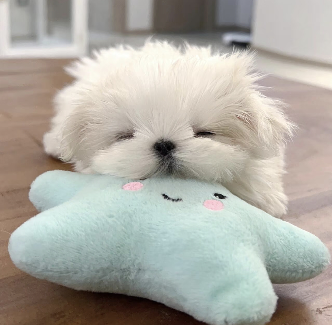 小狗子小困困 