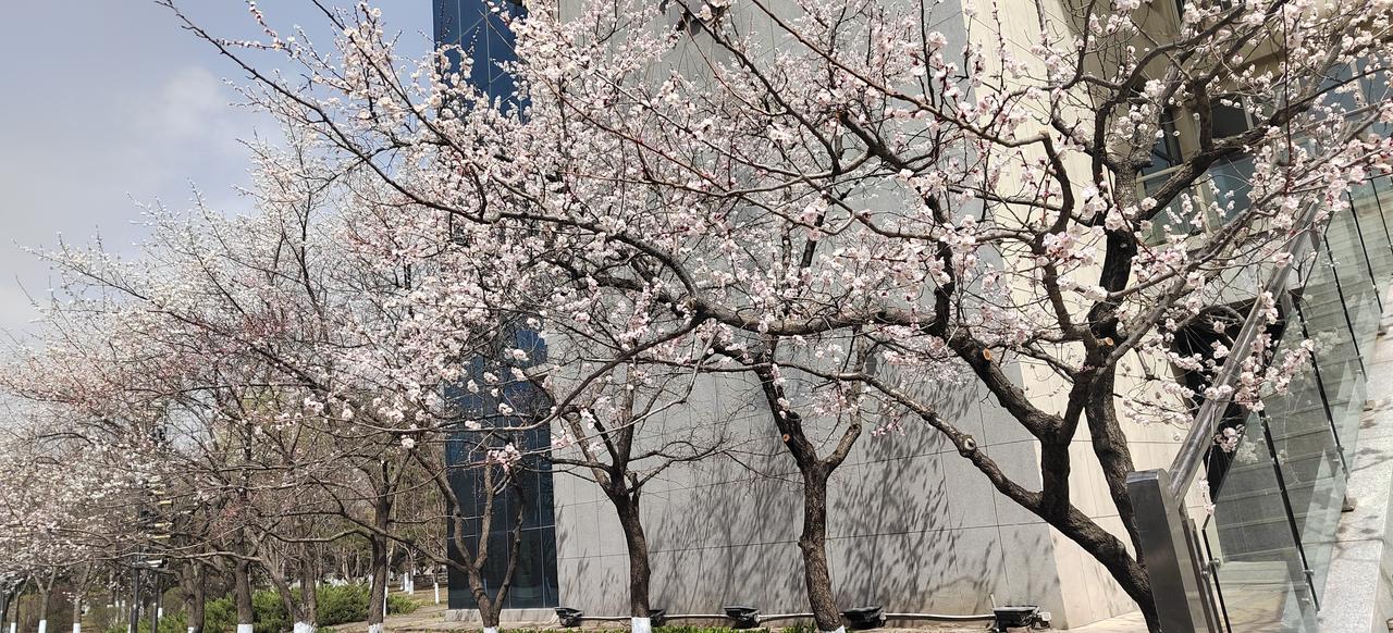 今天妻子说：我的高中女同学想让我和她一起去山东烟台旅游，我没有同意。我说：其实你