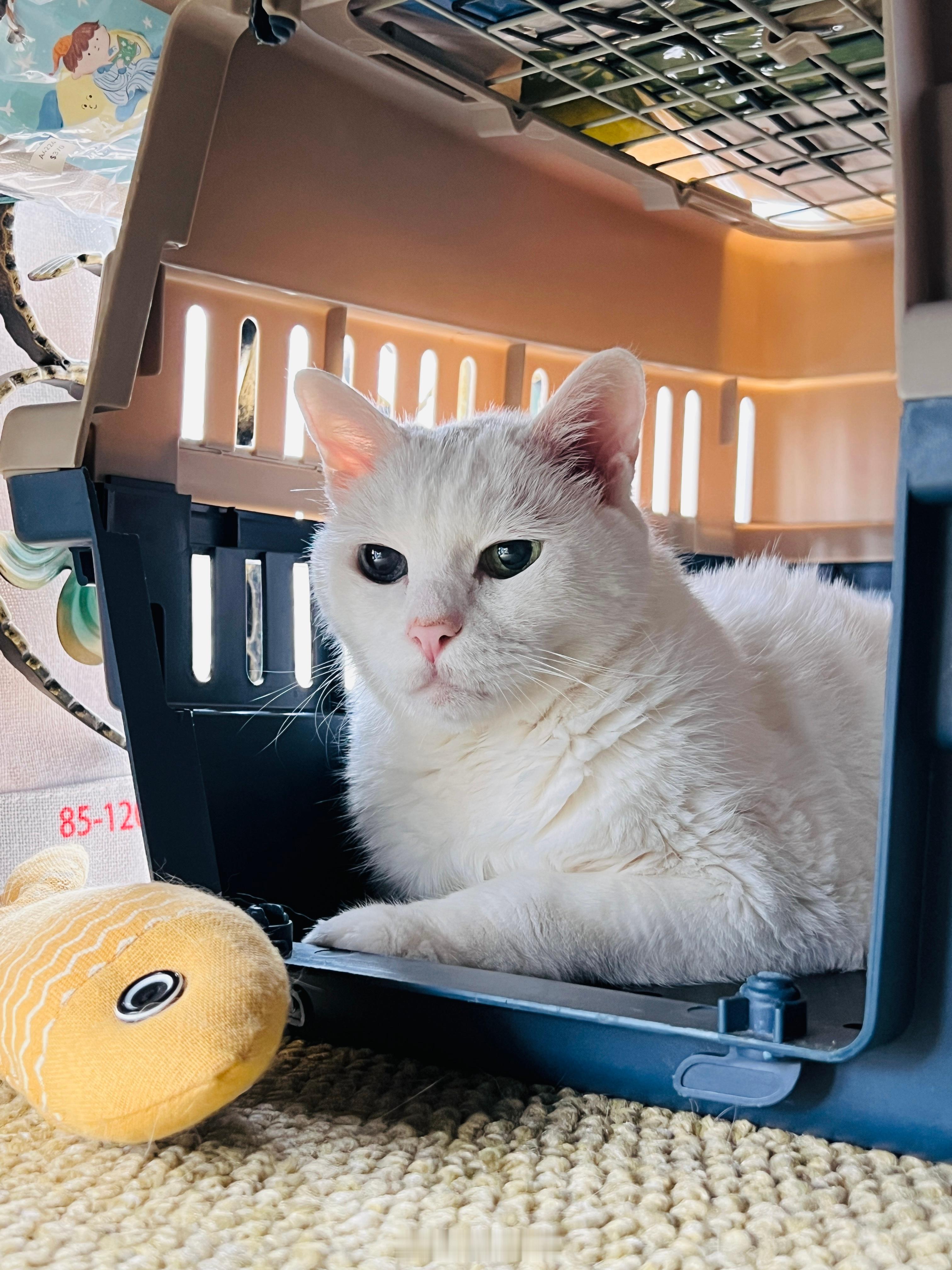 老寶出閘！ ​​​