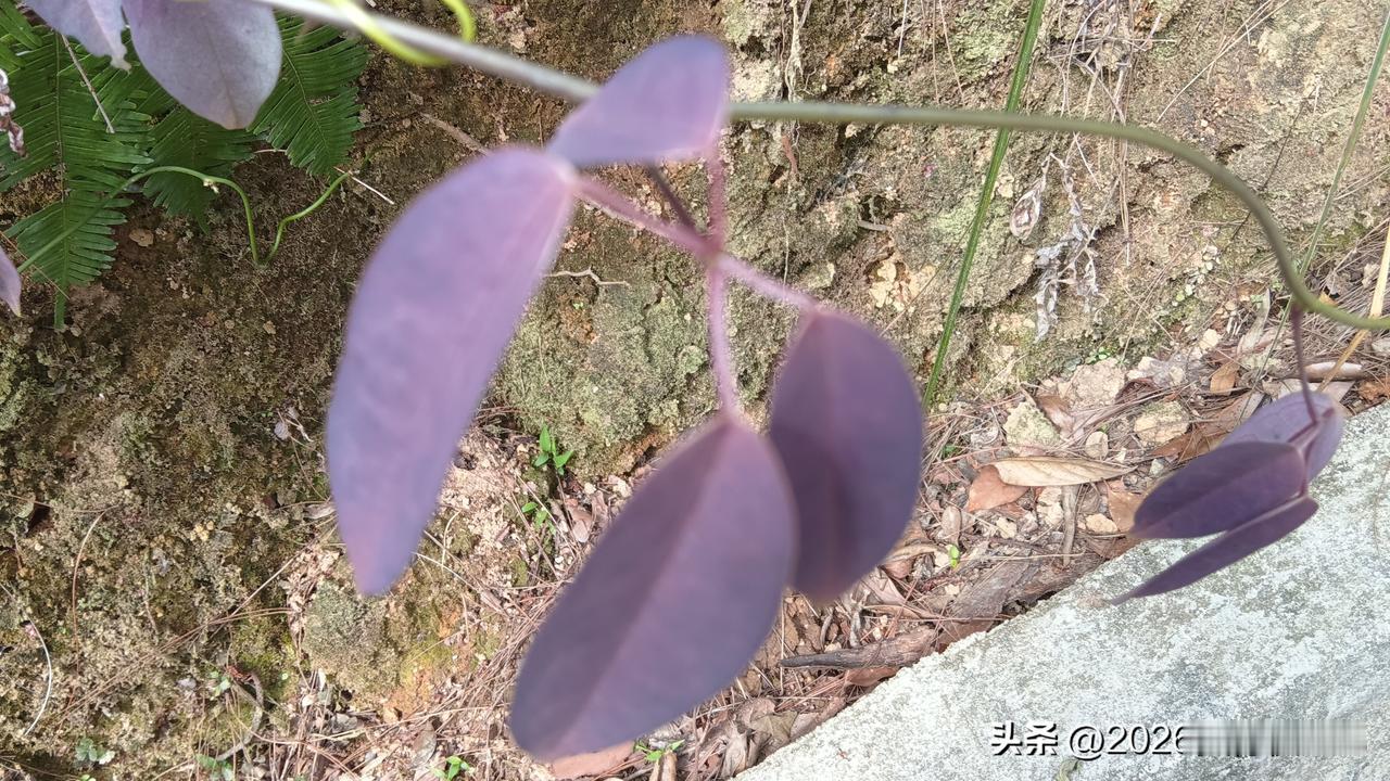 如果每家药店都被这样检查，没有可以全身而退的吧？

今天拜访药店，碰到监管来检查