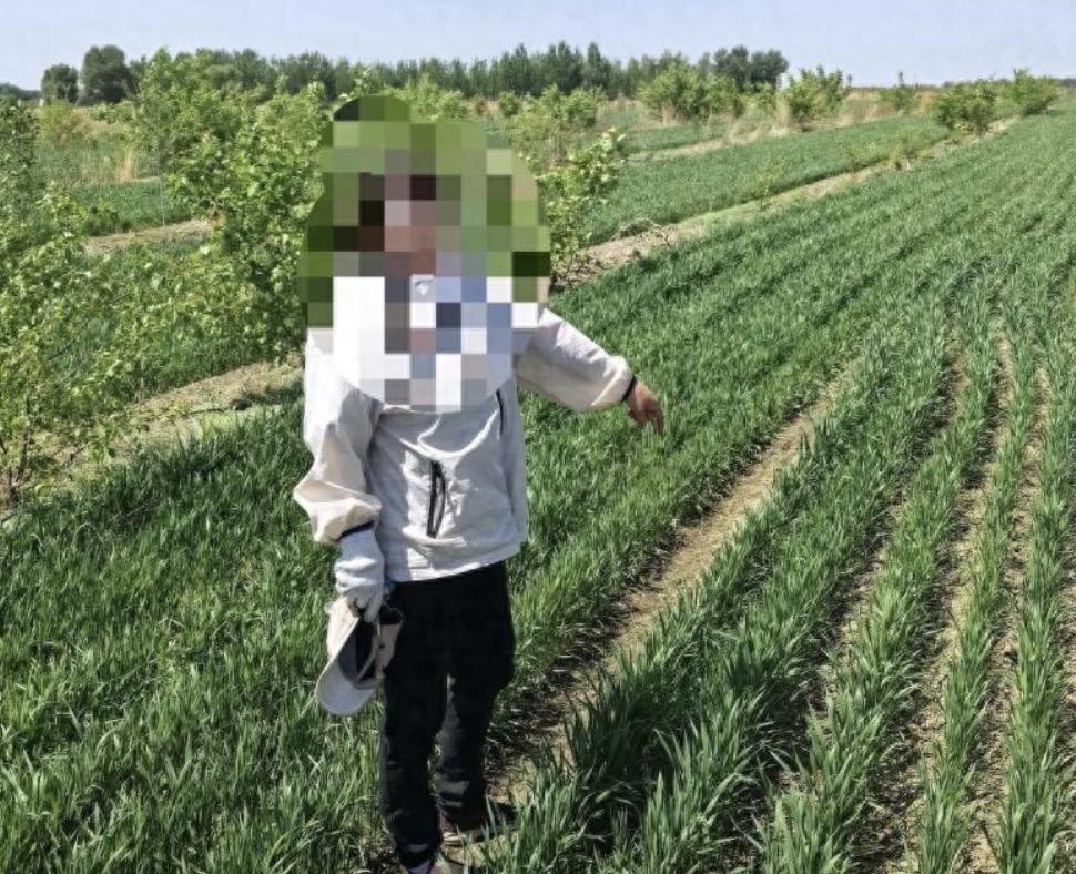 当农民真的是太难了，想多打点粮食就多种了麦子，没想到还被刑拘了！
这事发生在今年