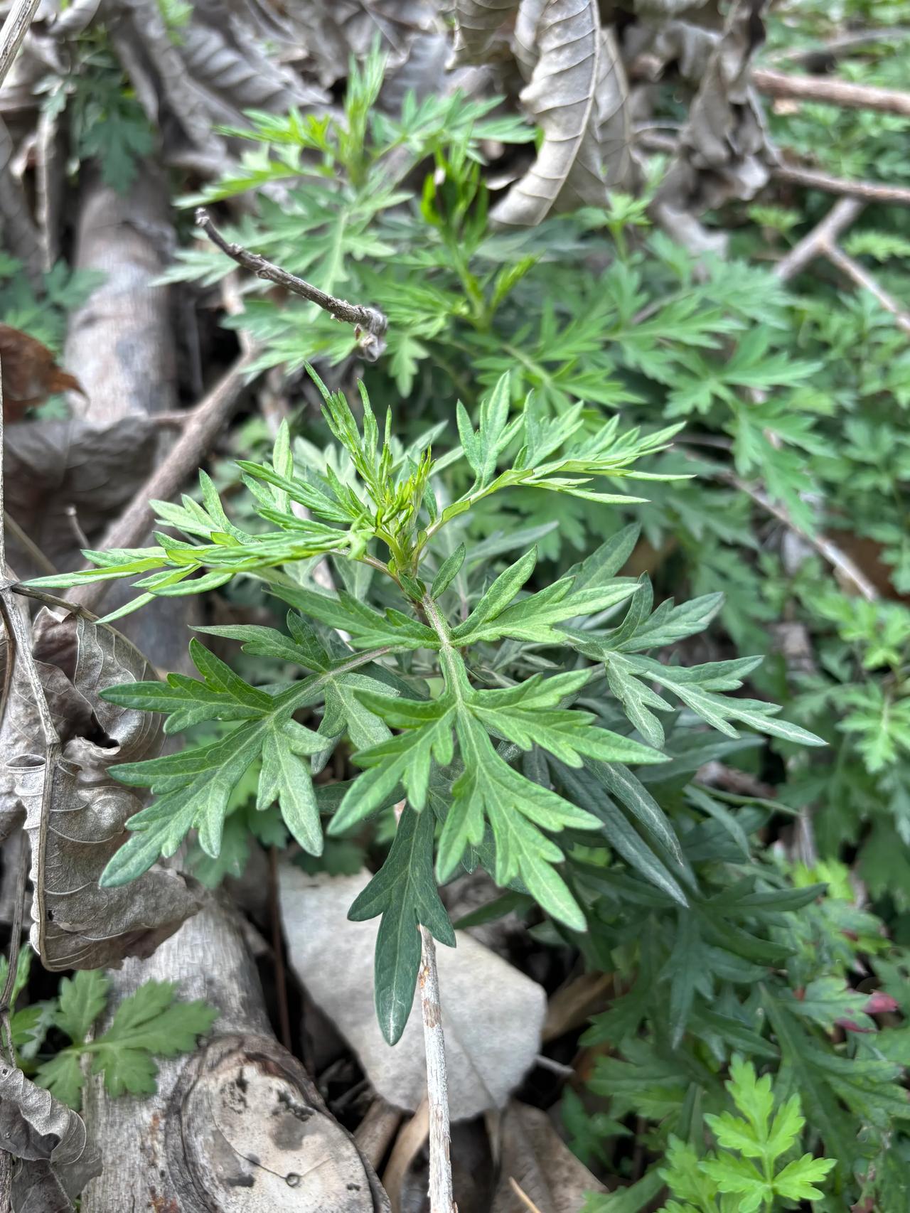 今天在江边发现好多这种蒿子，不知道是不是做青团的艾草，我们这边菜市场卖的艾草2元