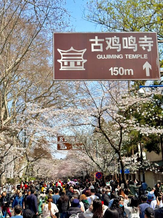 人生to do list🌸去南京鸡鸣寺看樱花…live