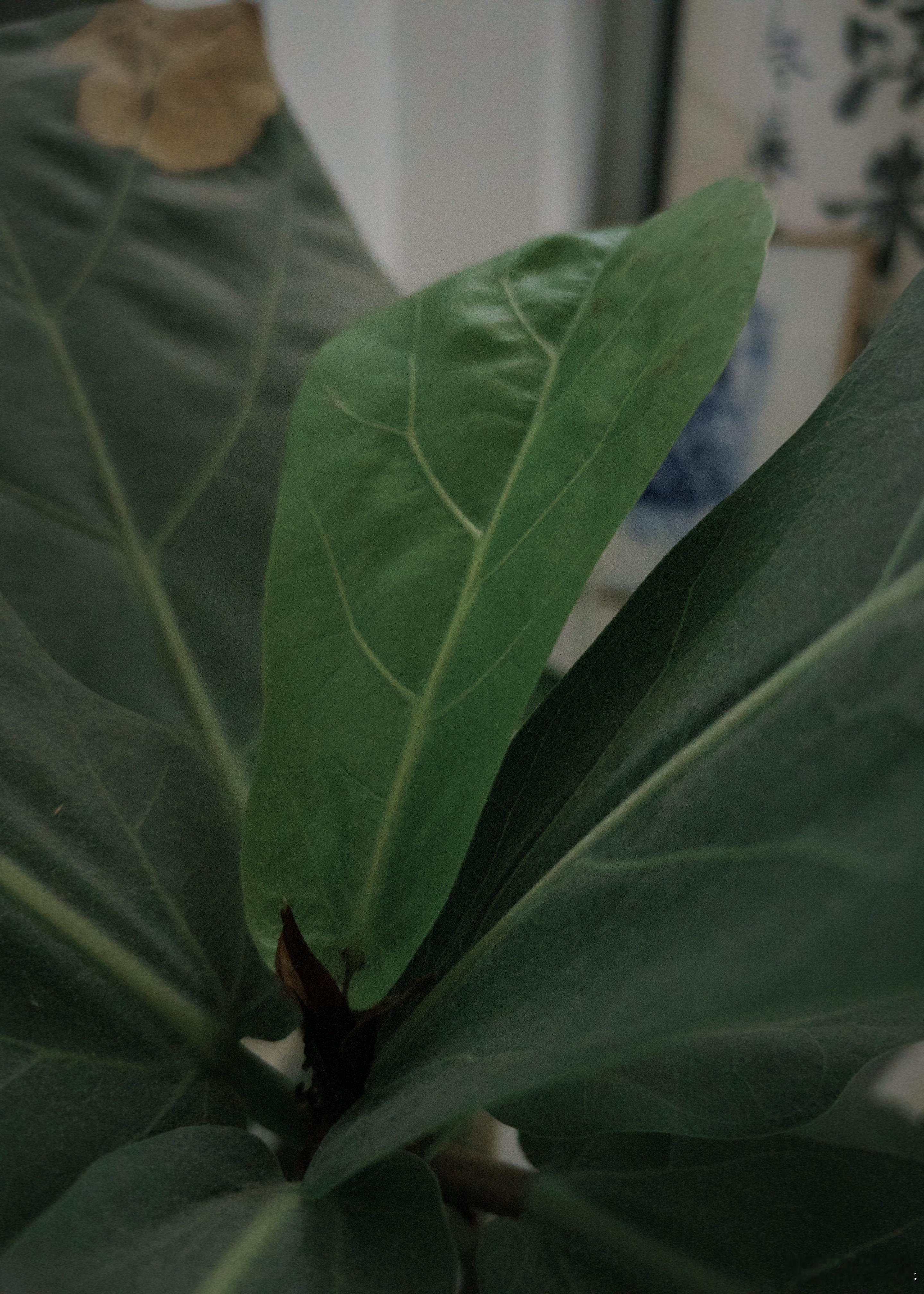立秋  了 天地换气场 。家里养的植物疏于照顾却兀自咔咔冒新叶 嗯像极了又要赶q
