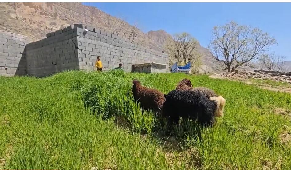 达利以前养羊，全是维萨和奶奶帮忙喂养的，他从来没动过手。到头来全卖了，现在养羊，