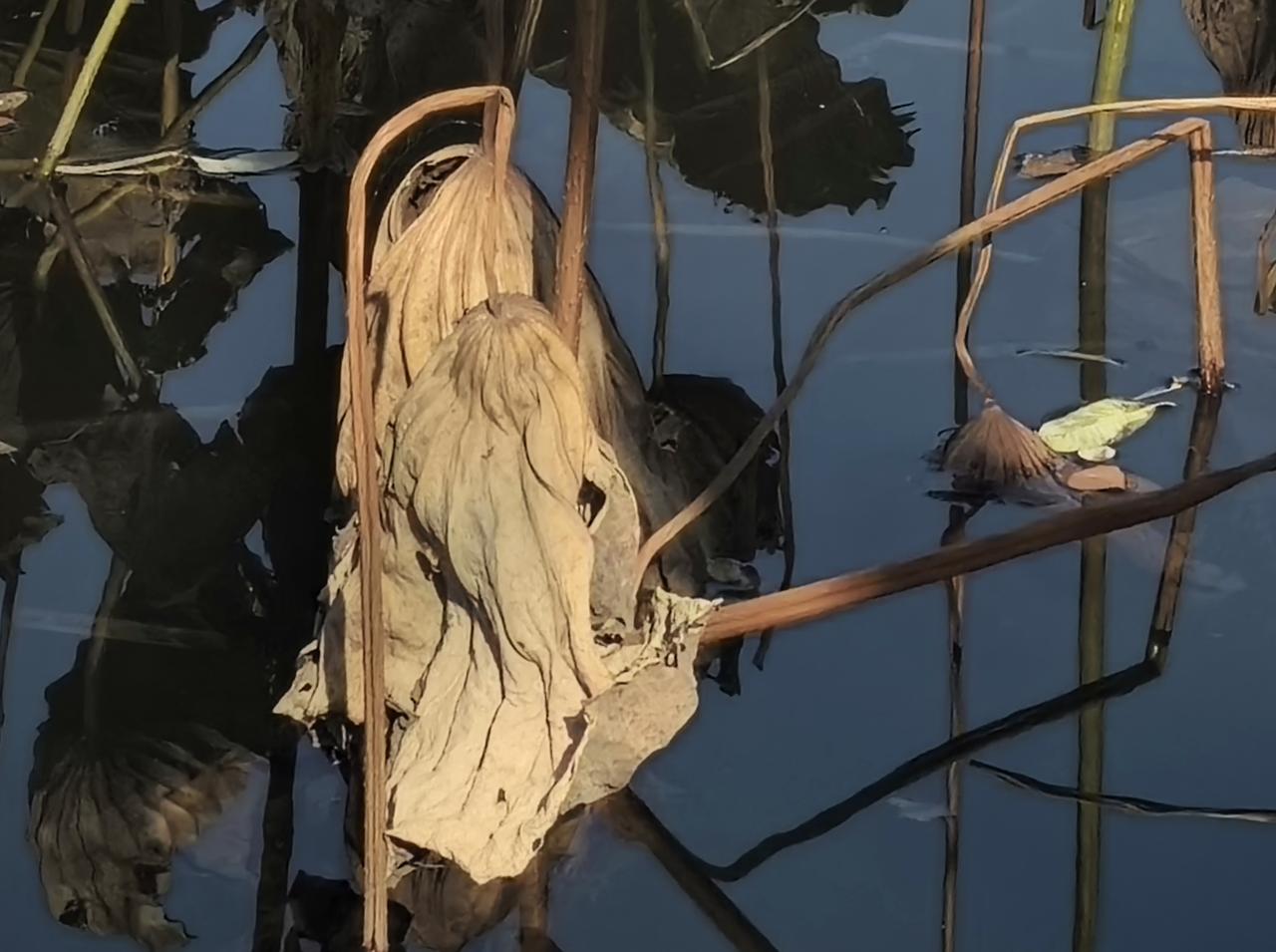 湘湖残荷（四）