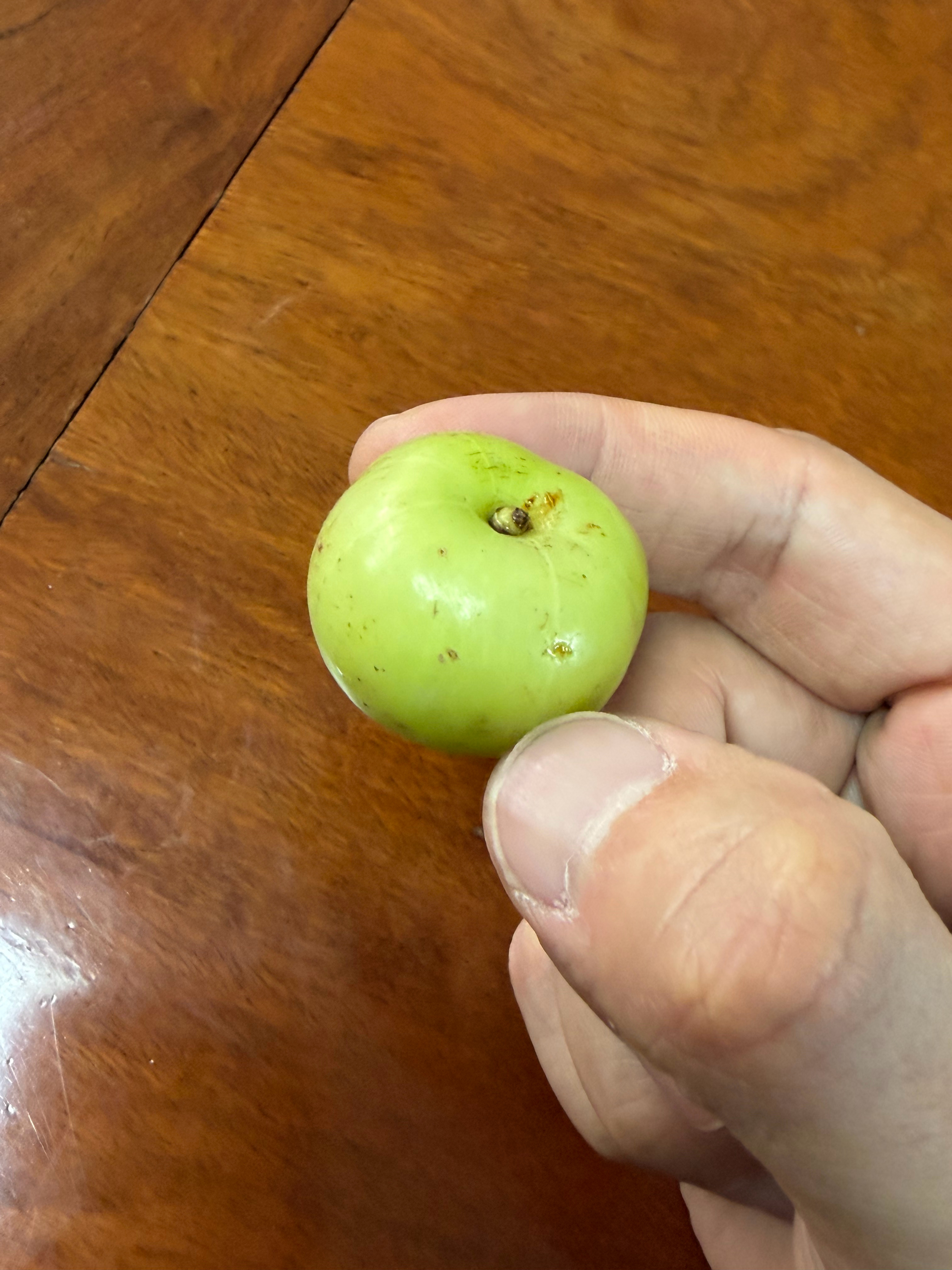 听说现在这个果子，在潮汕很流行啊生津止渴我试了试，确实带劲 天津·中国天津自由贸