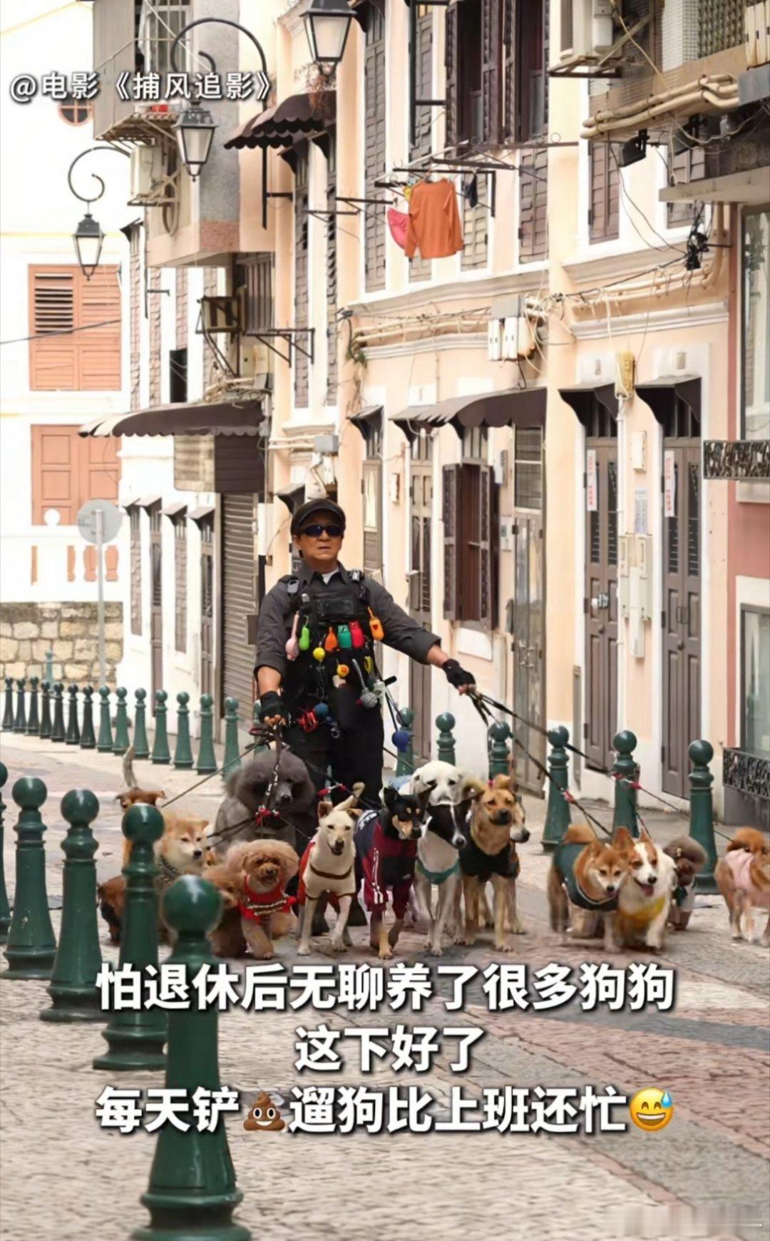 还以为是在说《捕风追影》里成龙大哥溜16条狗狗呢
