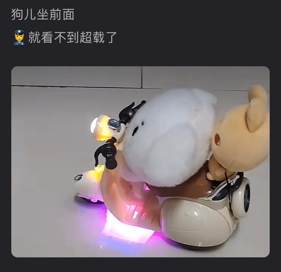 天呐铲毛好聪明找到饼狗的新优势苏新皓 ｜苏新皓一路向海的少年