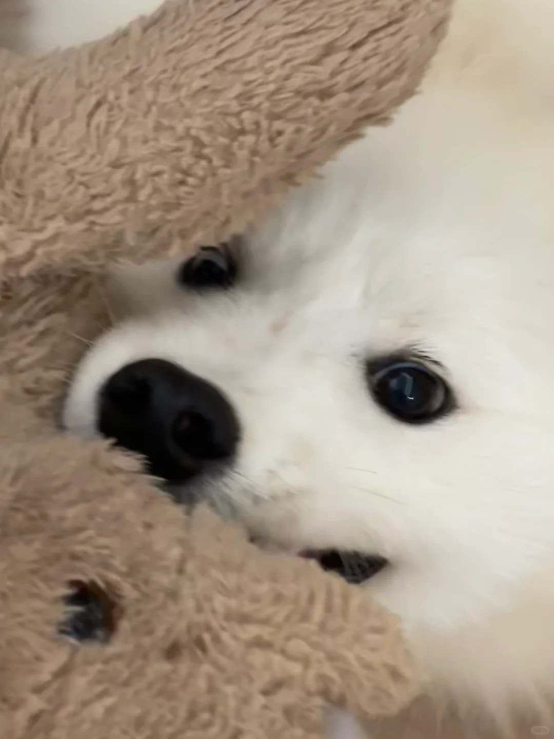 为什么要跟我！抢！玩！具！