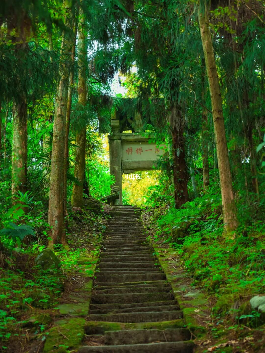 成都|一棵古树 一间古寺 一座仙山
