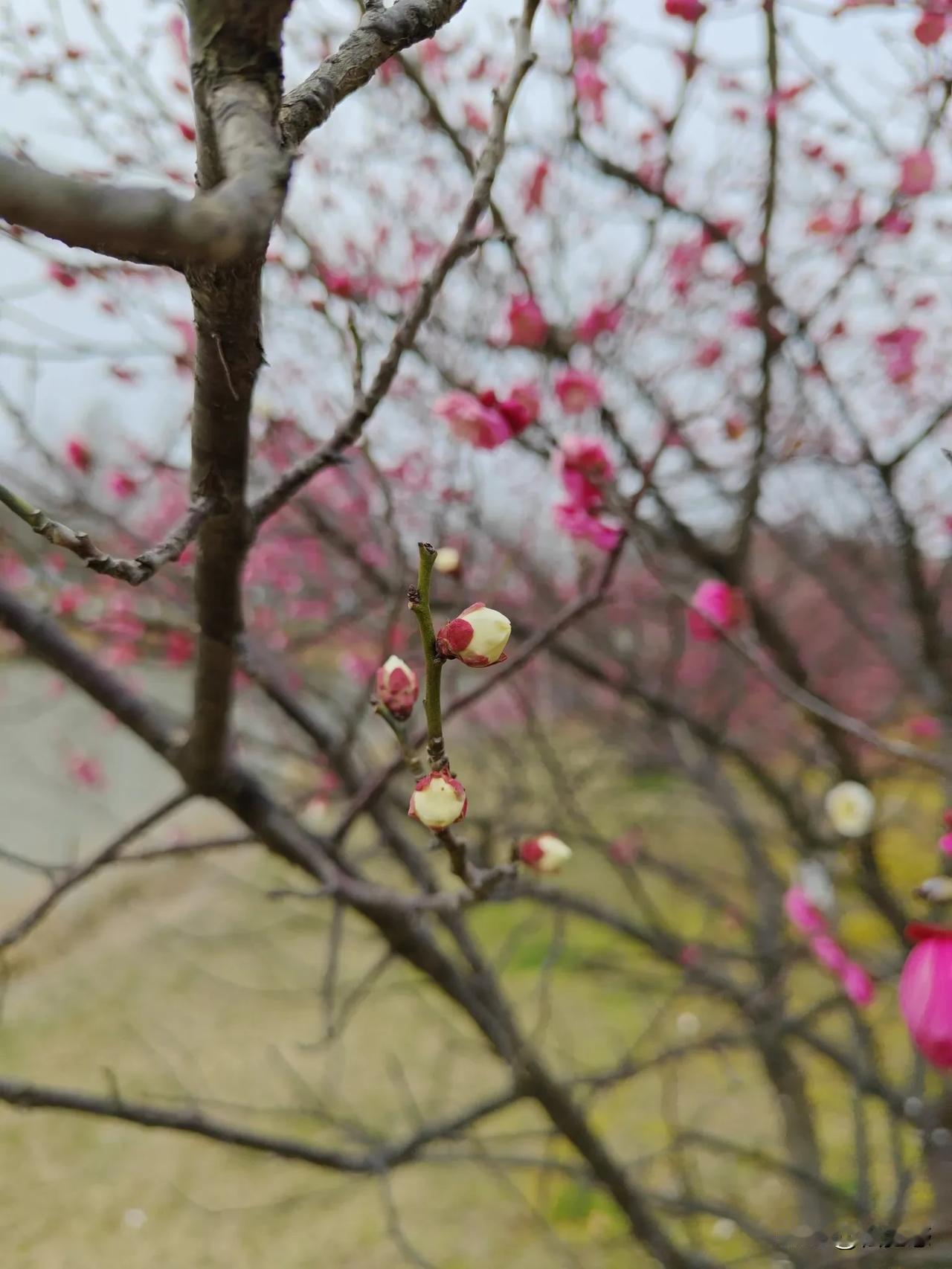 万能生活指南梅花