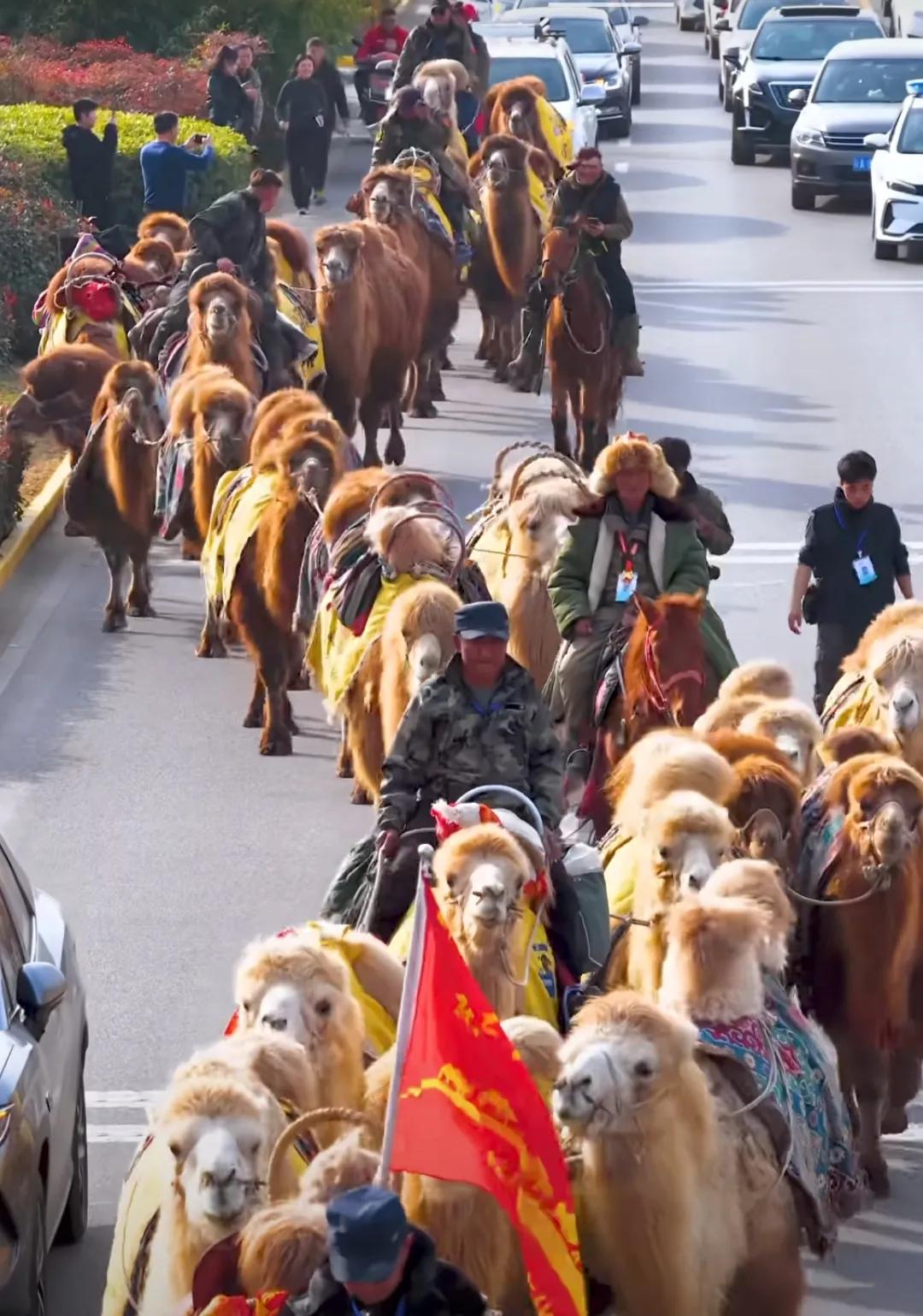当清脆的驼铃声穿越豫陕边界，新疆东天山骆驼队历经126天跋涉，于12月25日正式