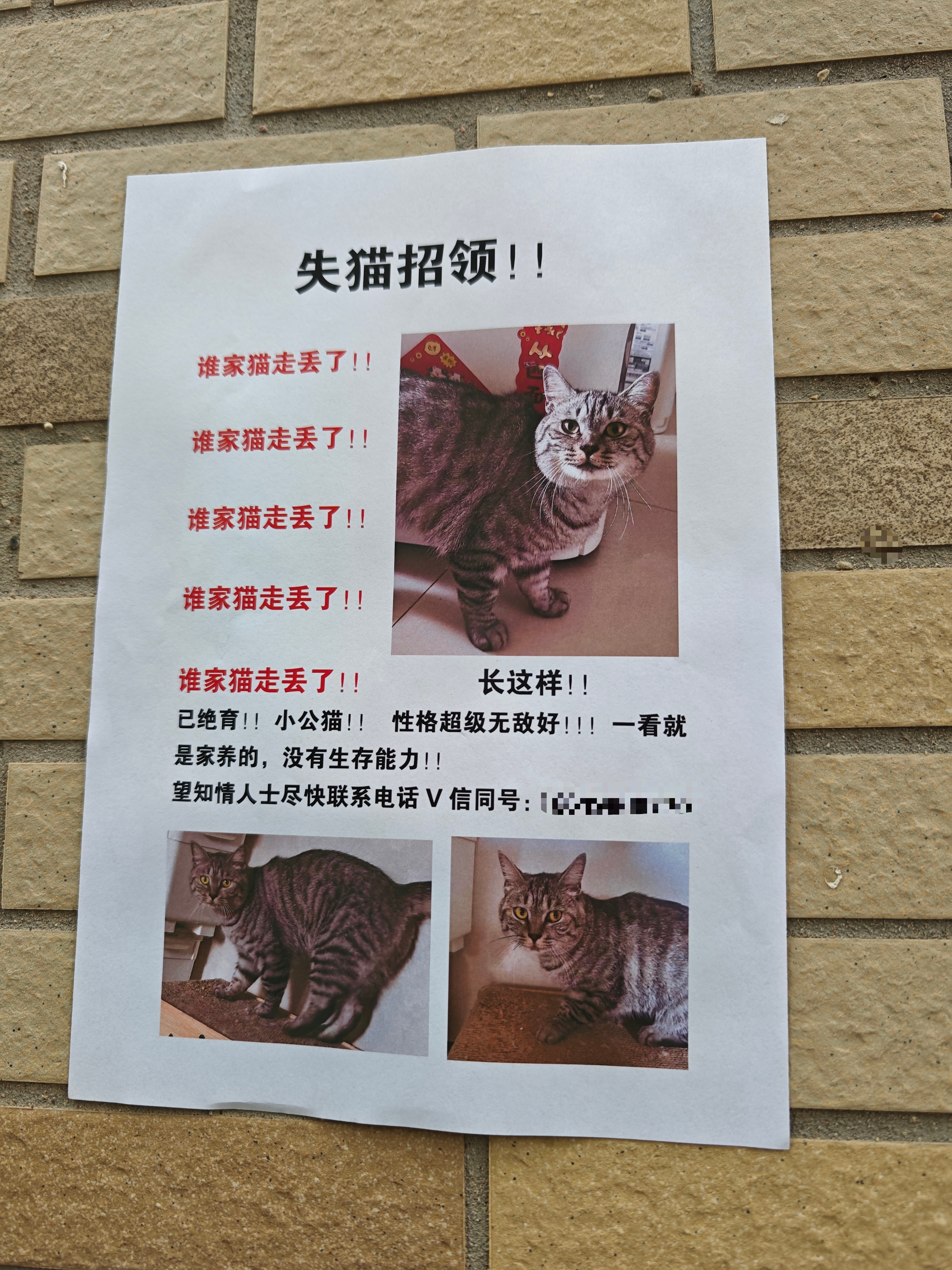 楼下看到的失猫招领
