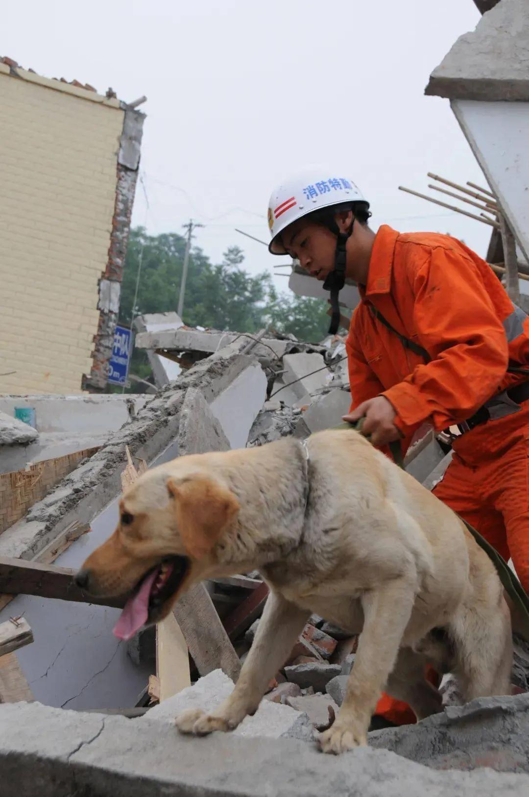 汶川参与救援的67只搜救犬，已经全部离开了我们。最后一只离世的搜救犬：是参与过汶