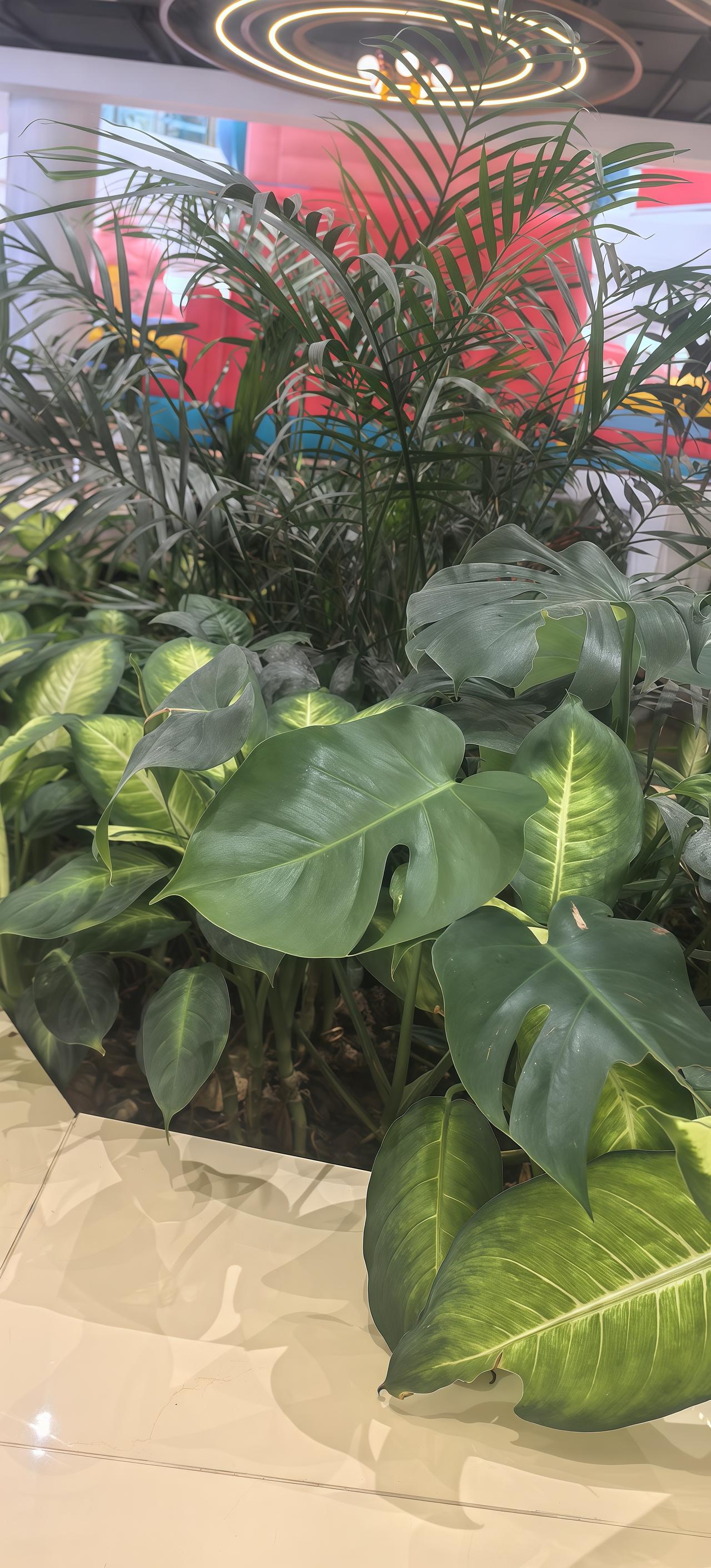 喜欢的绿色，清朗，绿色 绿
