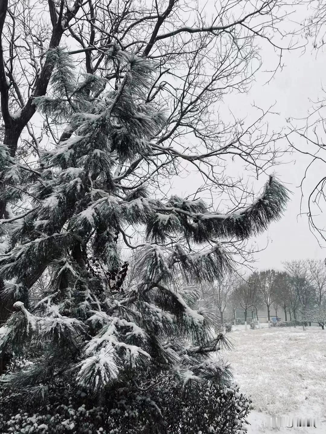 雪花飘落，冬日里的宁静与美好。冬雪欣赏 大雪中的宁静