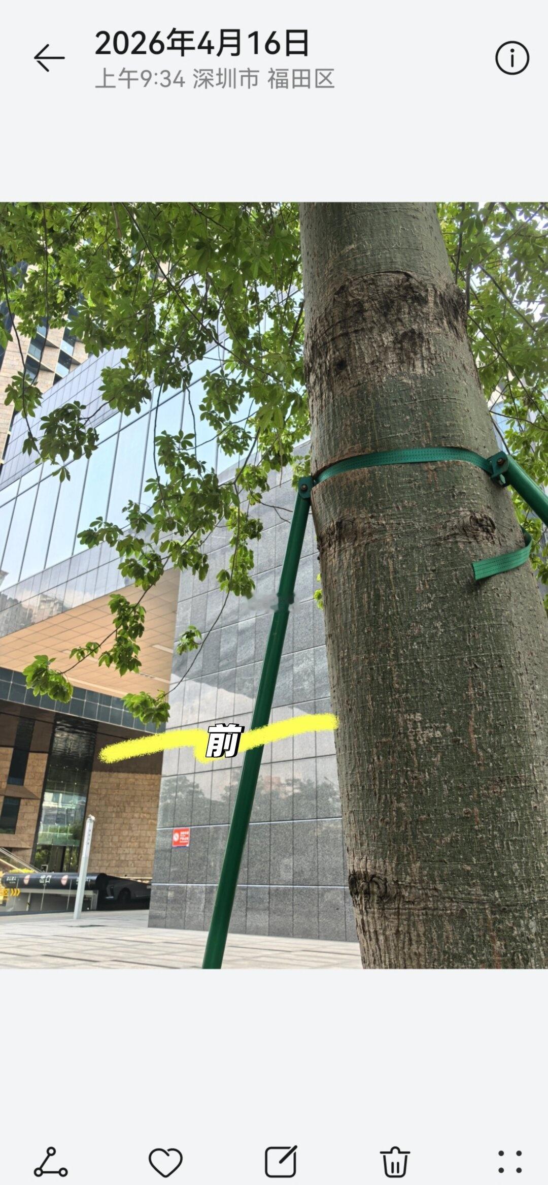 解救紫荆花：不愧是深圳效率！
昨天突然发现路边的紫荆花树被勒得够呛，晚上通过“深