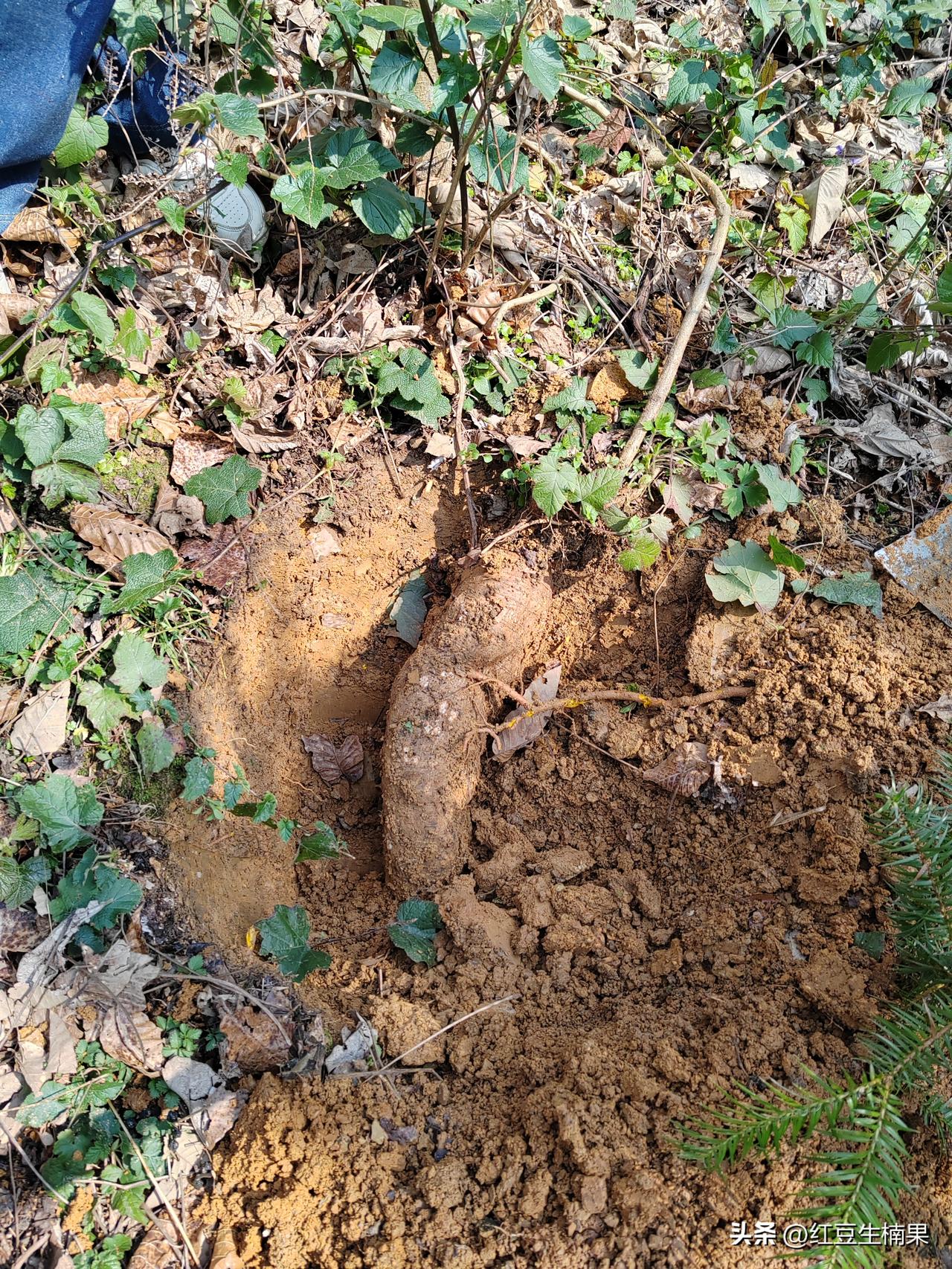 今天到山上挖野味，大家能认出这个东西吗？