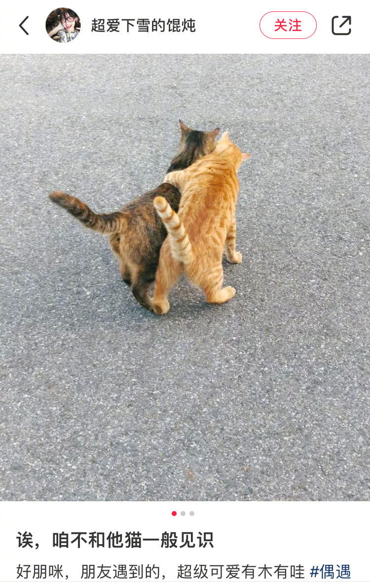 橘：别气别气，咱猫不跟他猫一般见识[喵喵] ​​​