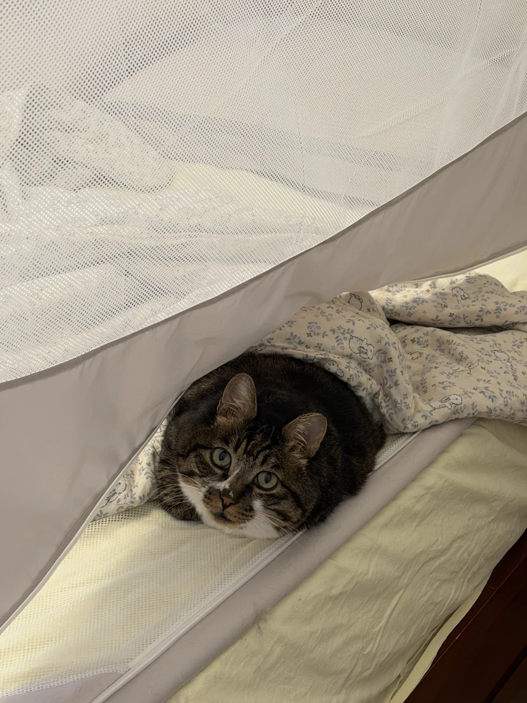 小猫痔疮膏！小猫专升本！