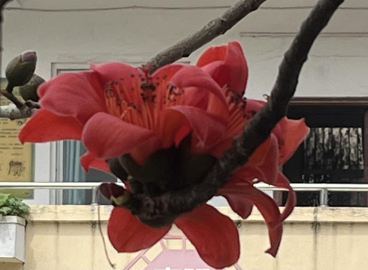 三月木棉花开别样红[赞][玫瑰][作揖]
2026年3月，我用手机摄影于广东省汕