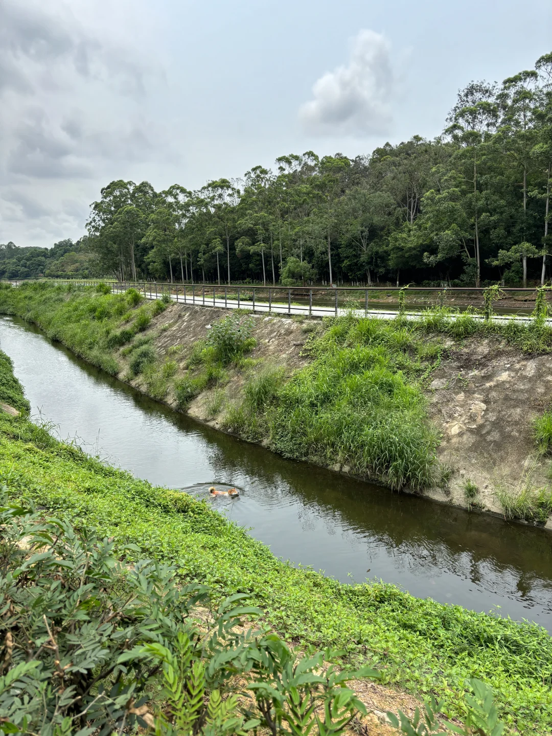 有水玩有大草坪 哪个小狗会不满足！！