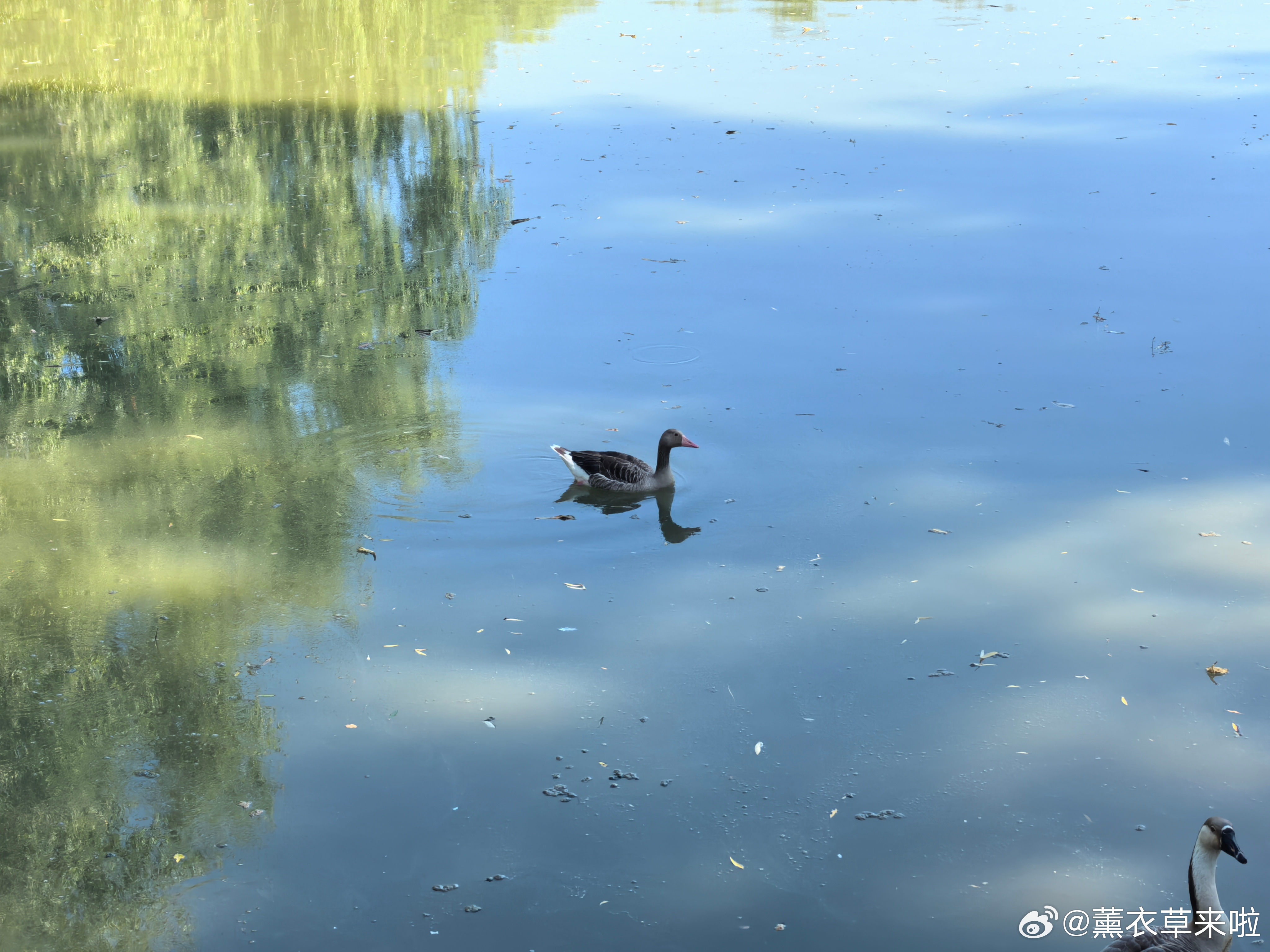 身边的风景 荣儿的日常 盛夏的湿地自有一番光景。满目舒展的荷叶，湖面嬉戏的野鸭与