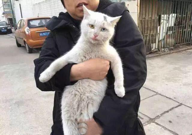 铲屎的路边发现自家猫咪偷溜出门，捉回家后发现主子在家躺着呢，懵了 一定是特别的缘