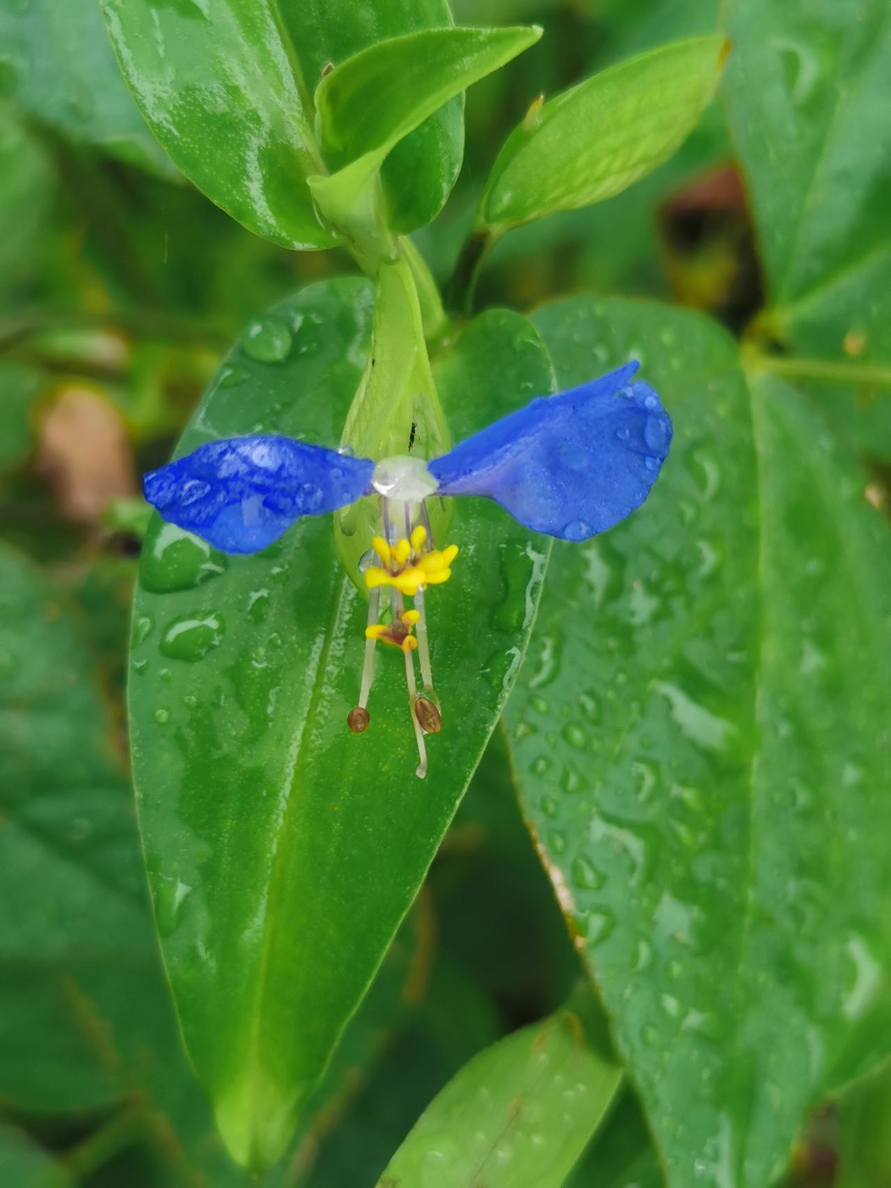 分享一张你拍的花，什么花都行