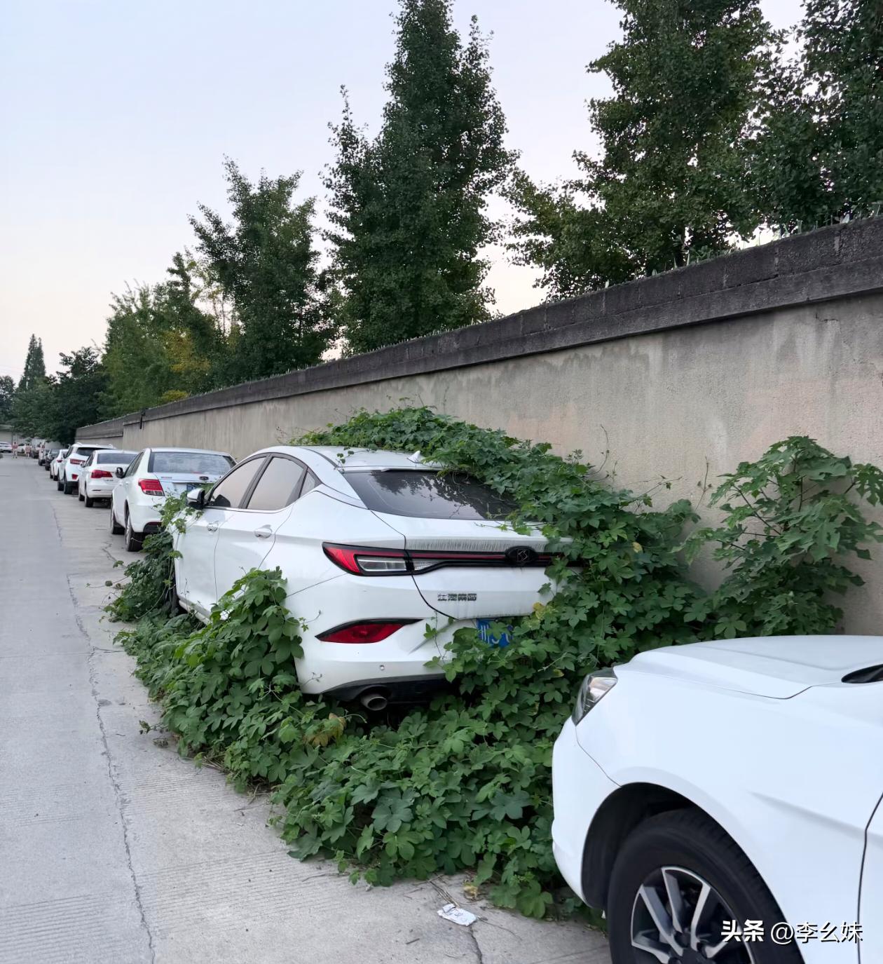 这车都长草了，还能开吗？