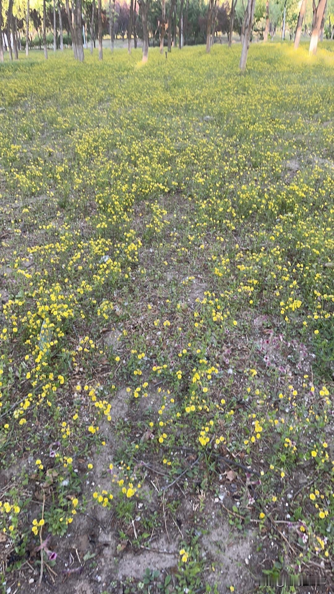 伊朗真的赢麻了吗？
……看新闻，伊朗真的很强大！